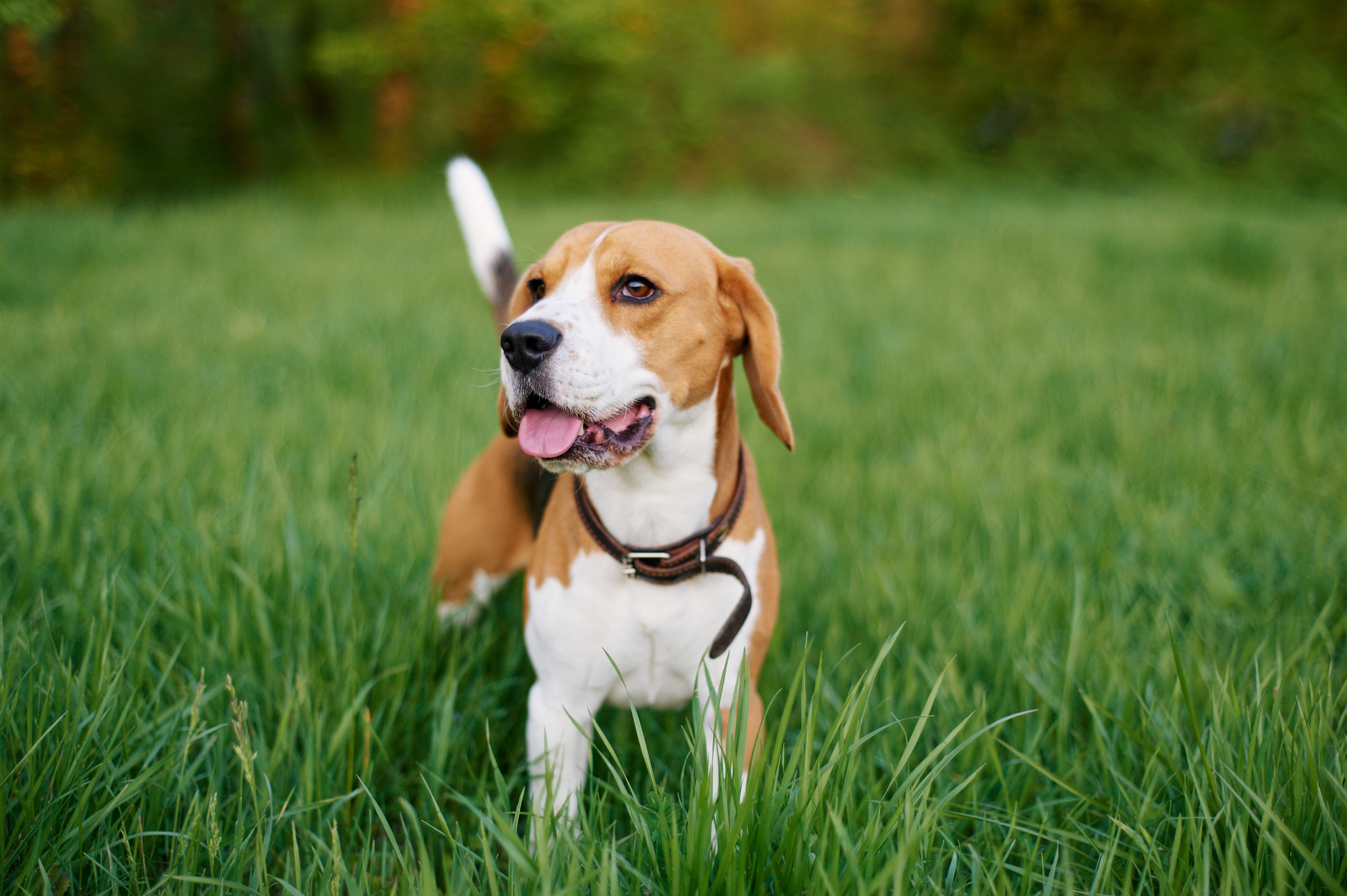 do beagles have an odor