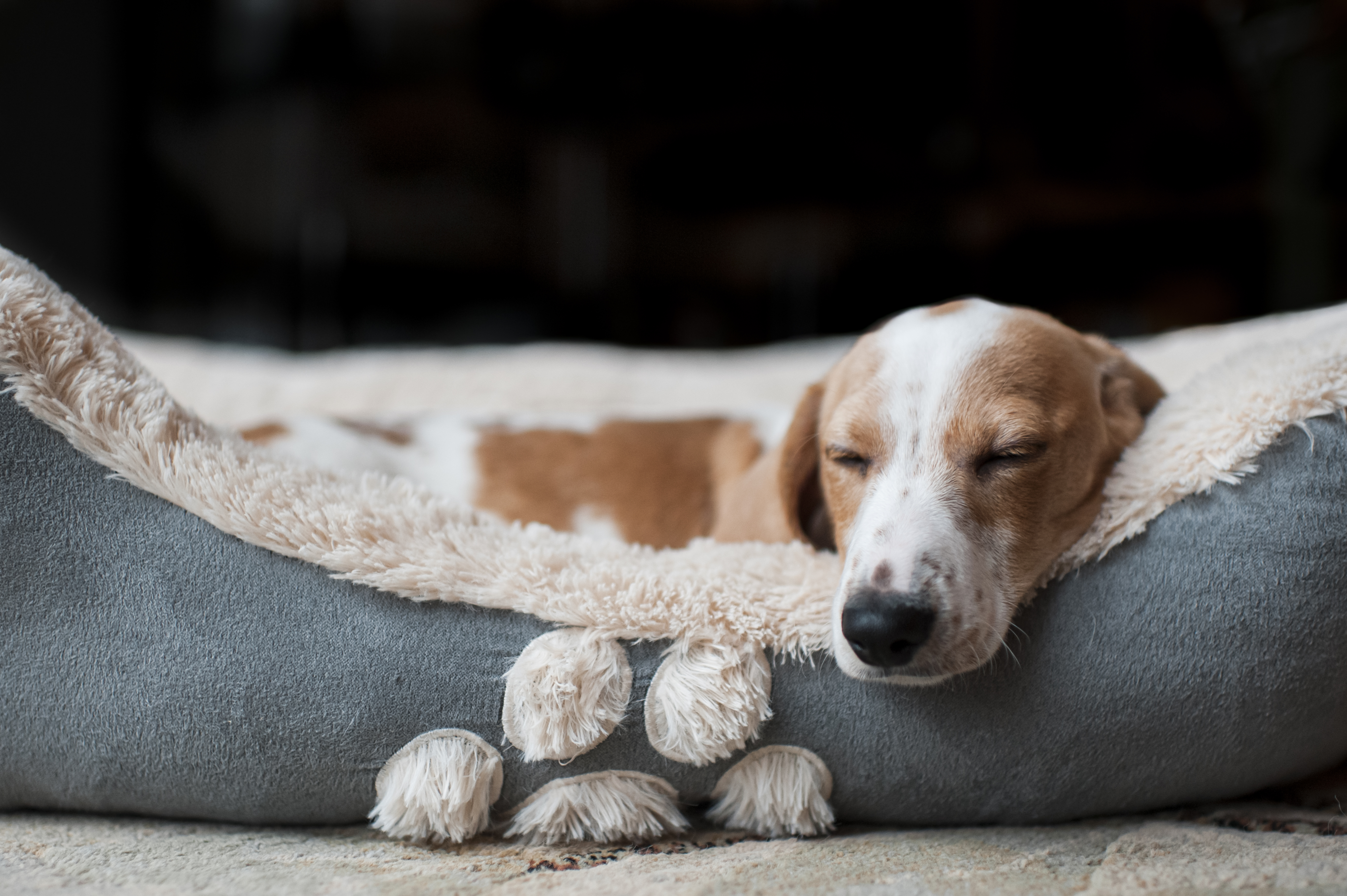 Why Do Dogs Dig in Their Bed? Is This Normal?