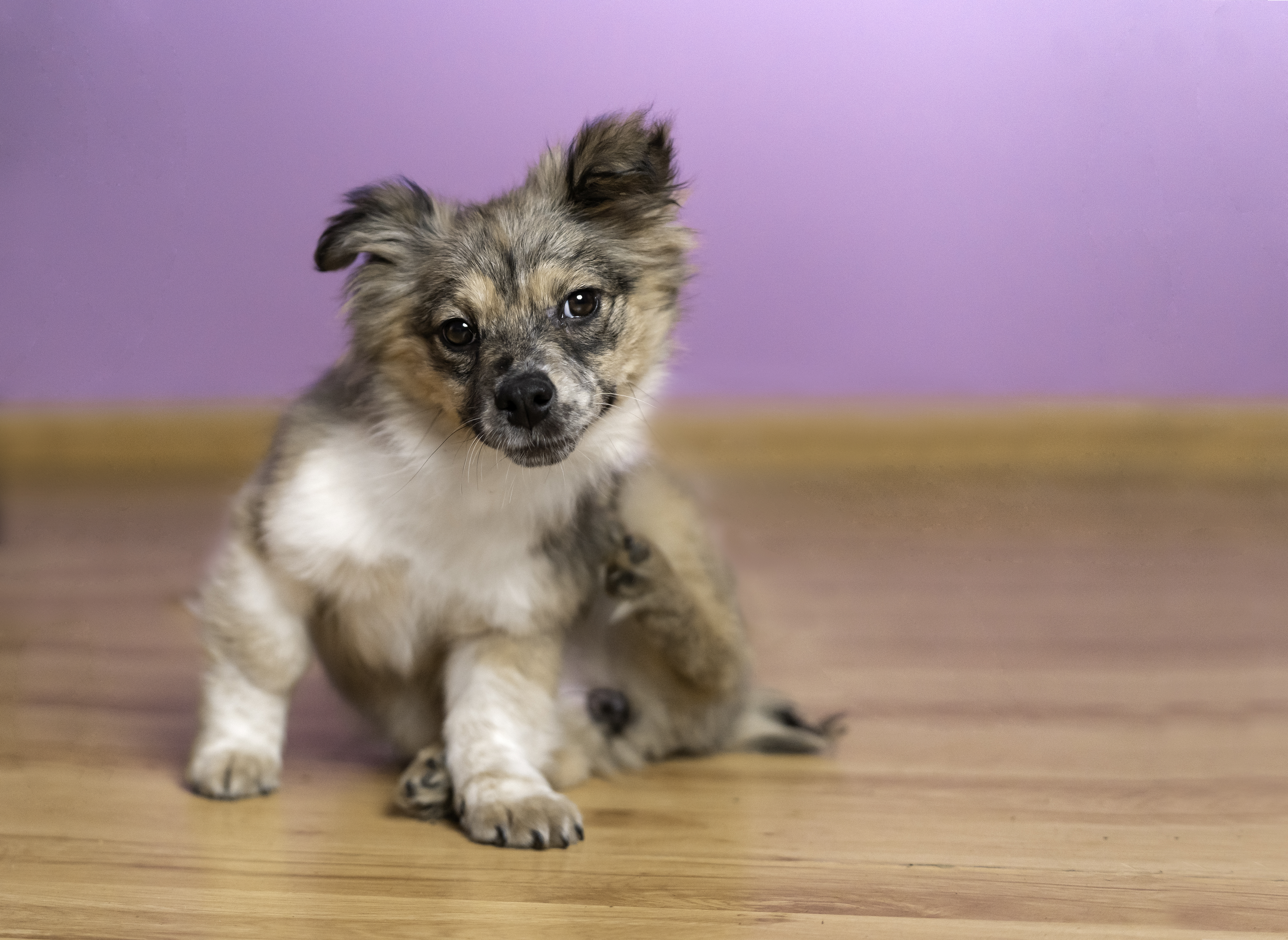 pomeranian mini aussie mix