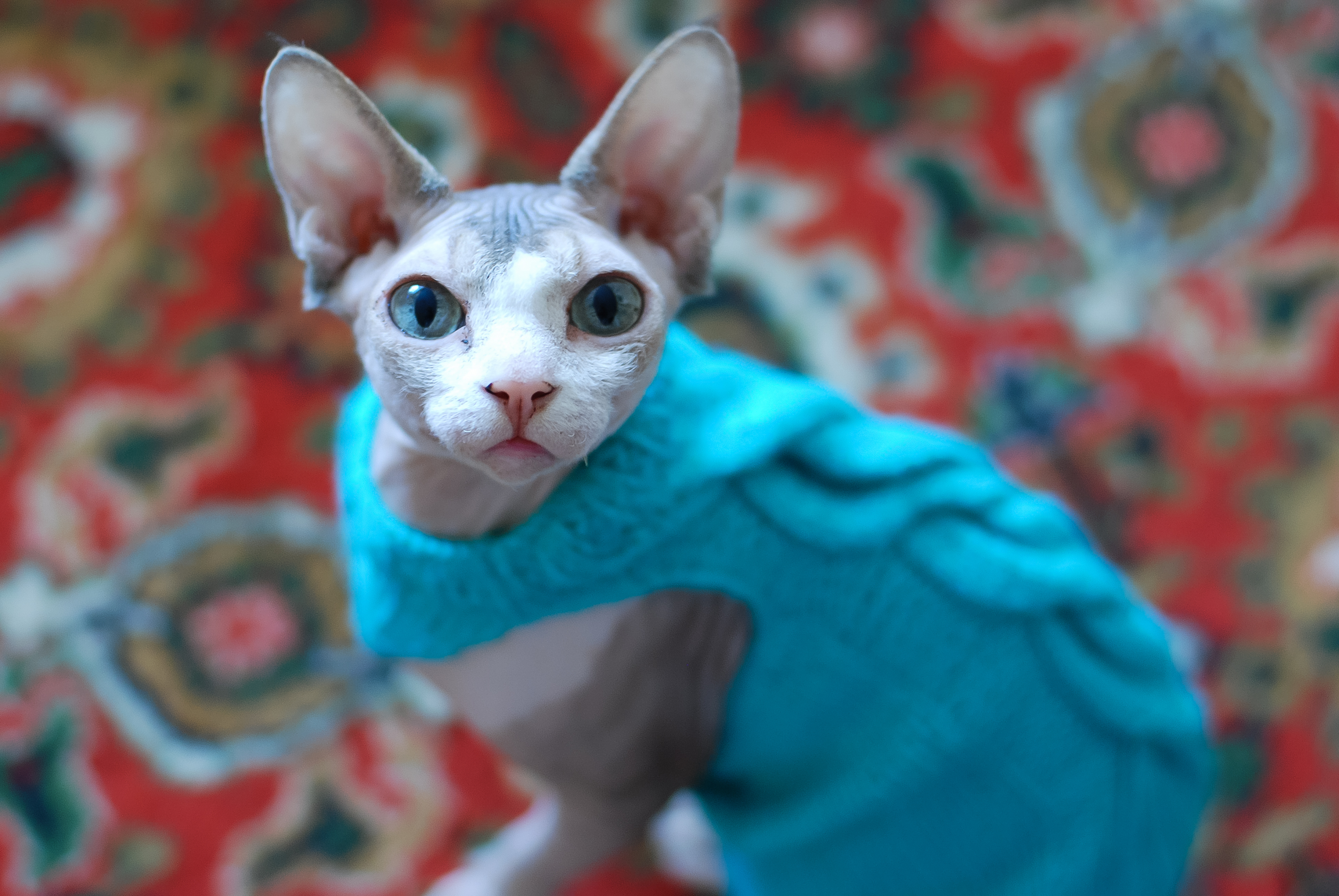 Do Cats Need Coats? - CatGazette