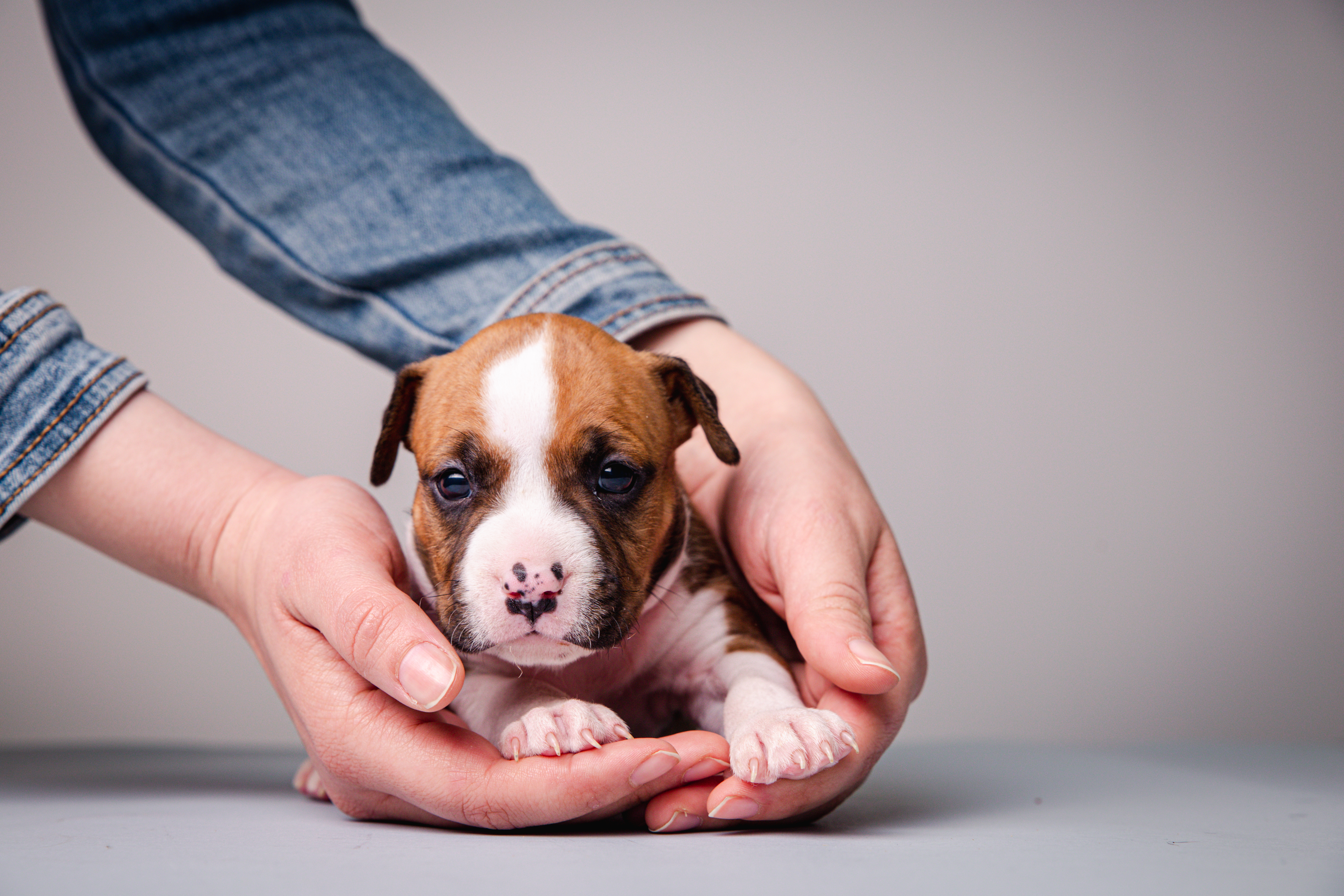Premium Photo  American staffordshire terrier puppy with 3 months.