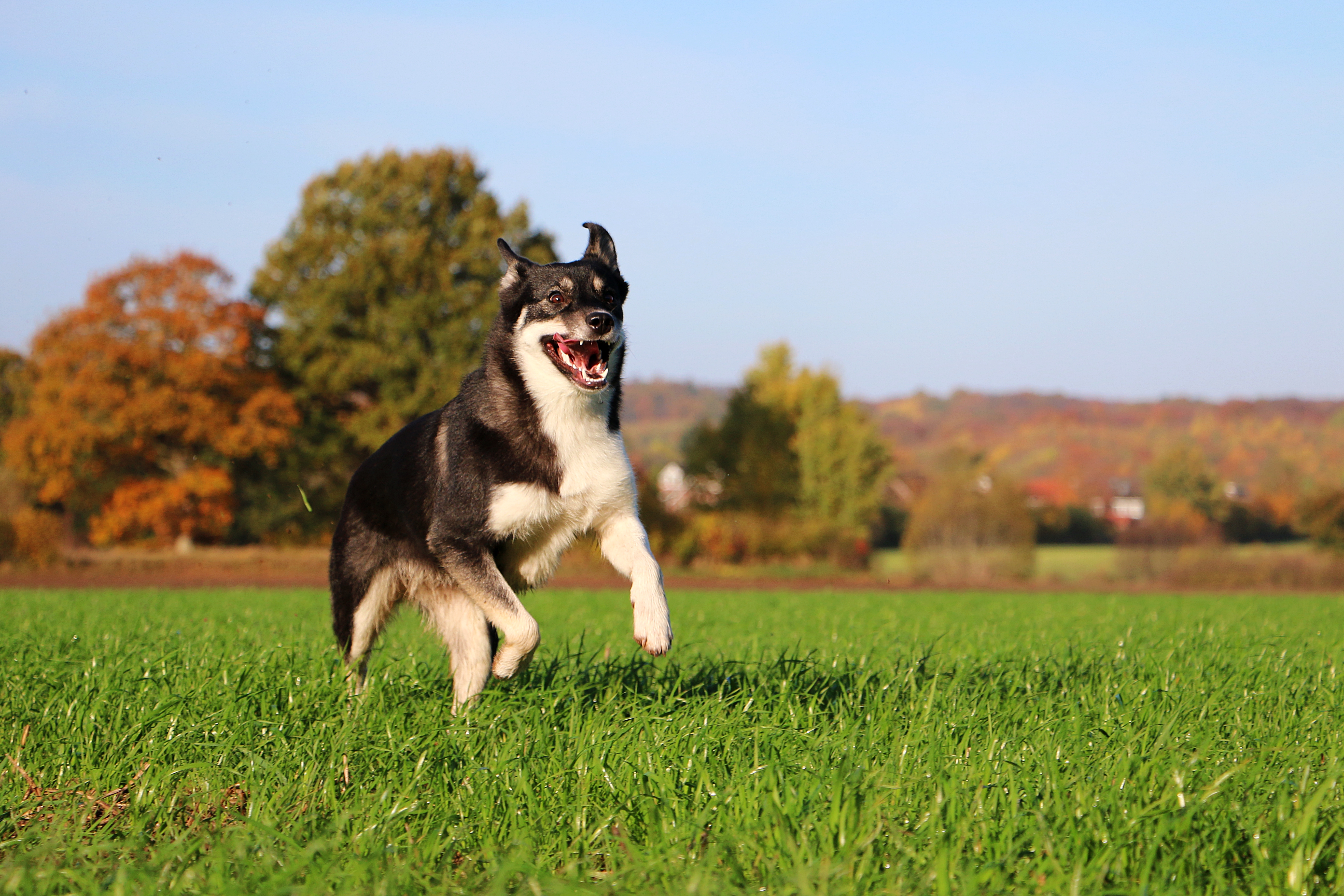 what gives dogs energy