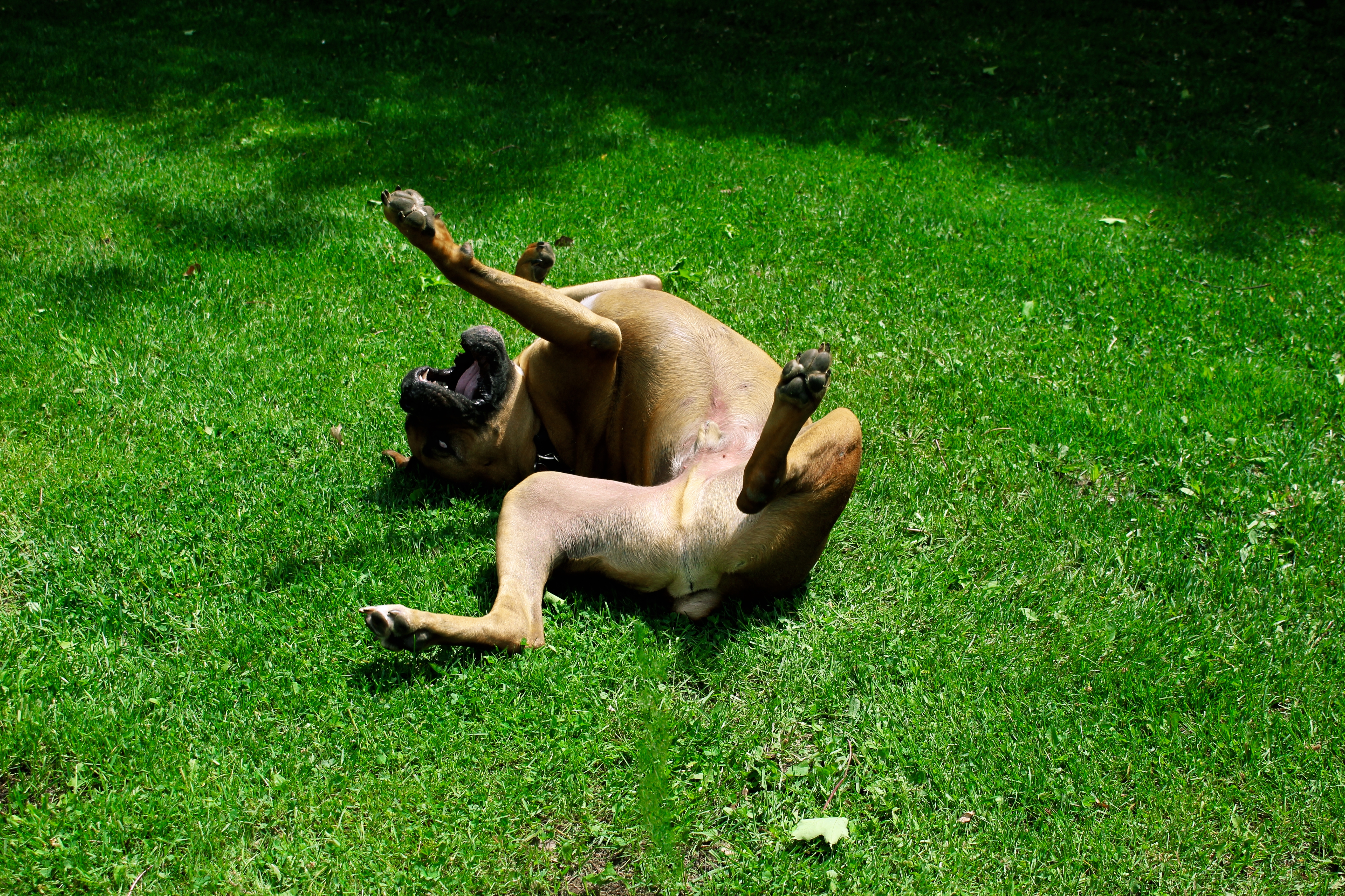 why do dogs roll on their backs on grass