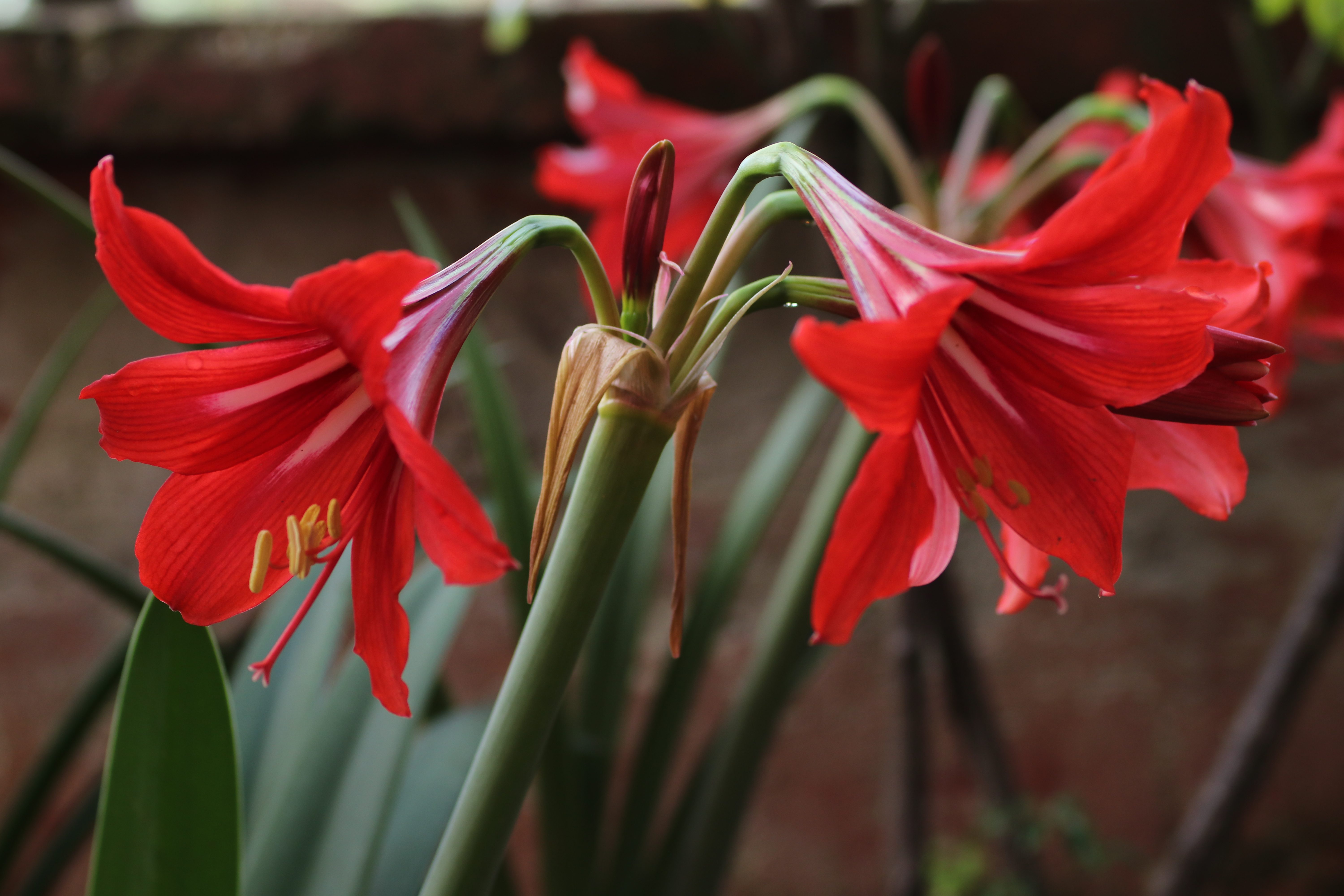 are amaryllis plants poisonous to cats and dogs