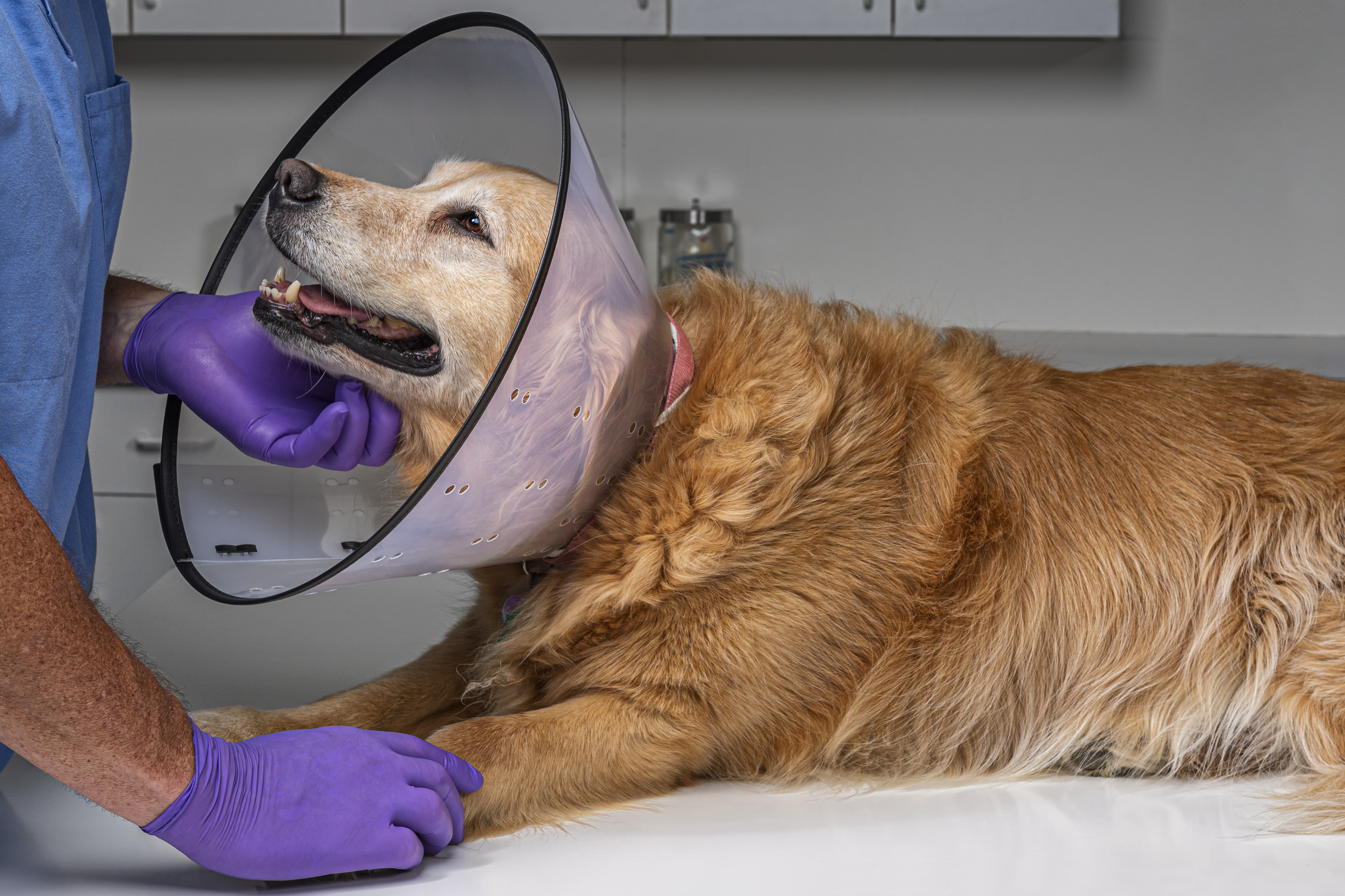 how do you clean a neutered dog incision