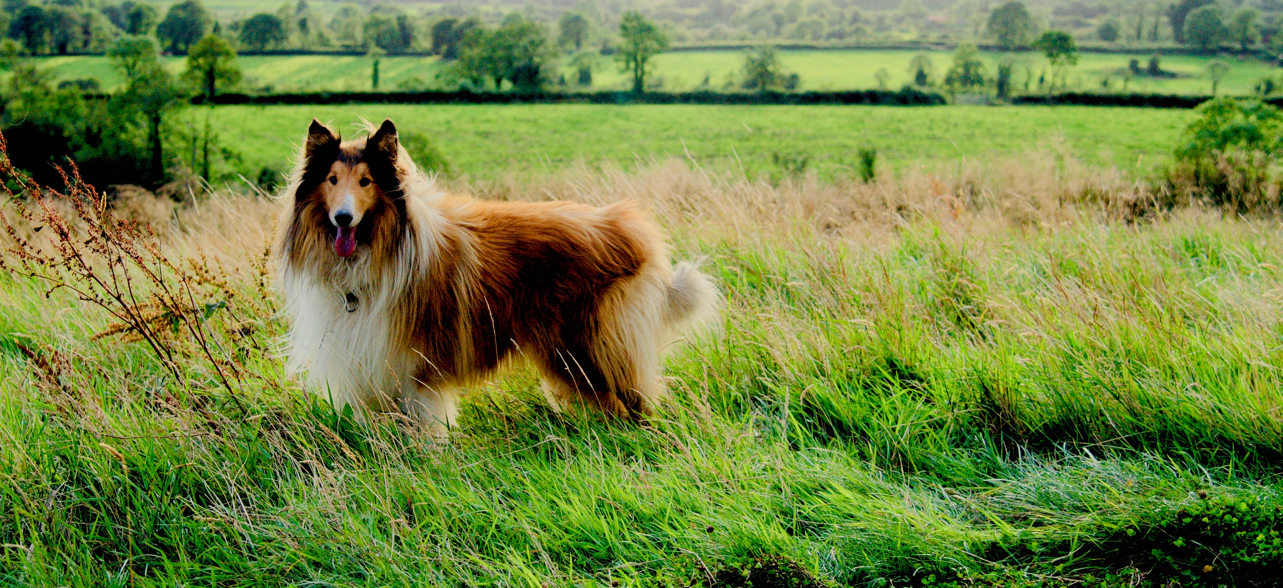 300+ Unique Female Dog Names by Category - PetHelpful