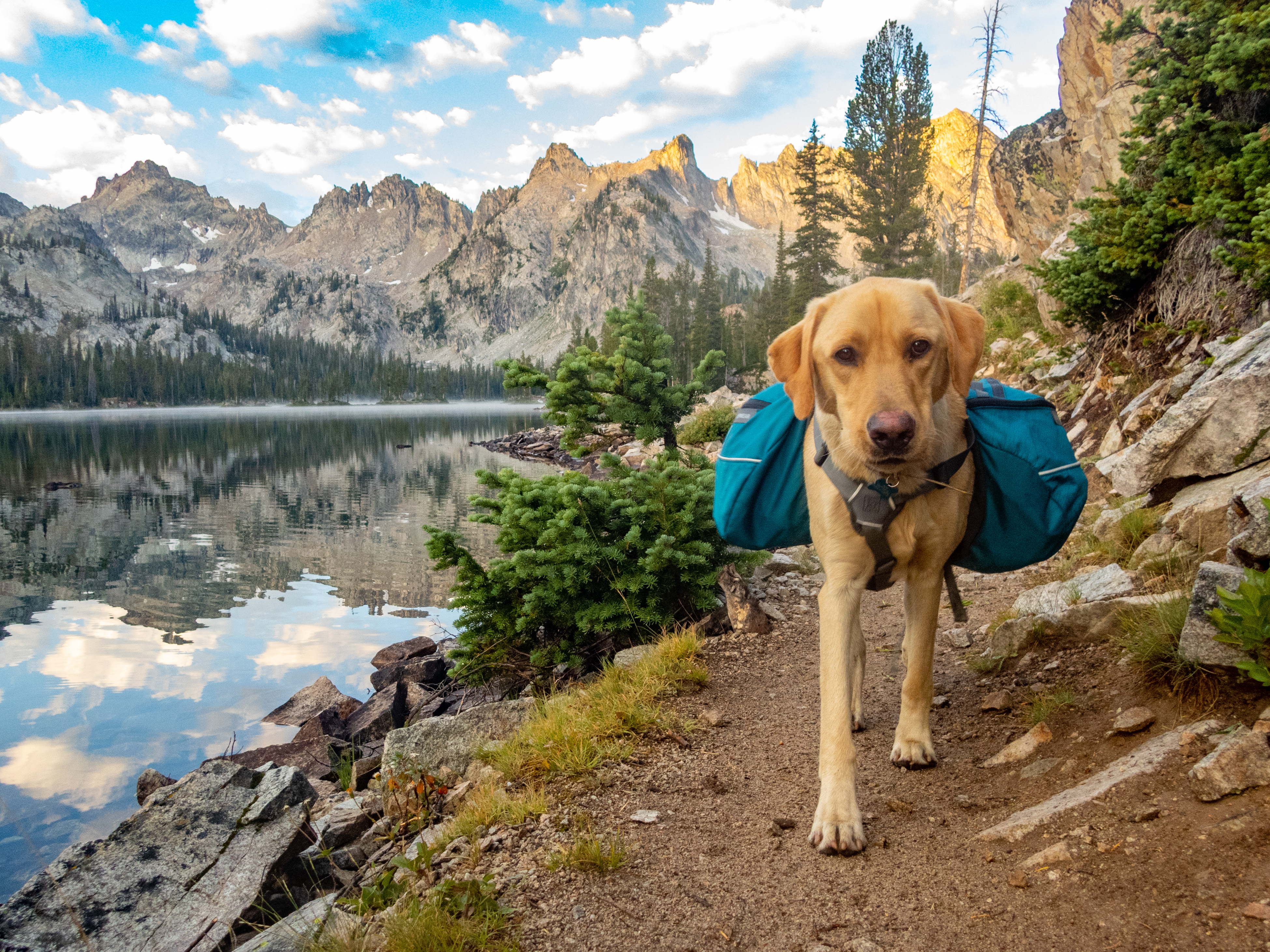 Become a Yosemite B.A.R.K. Ranger (U.S. National Park Service)