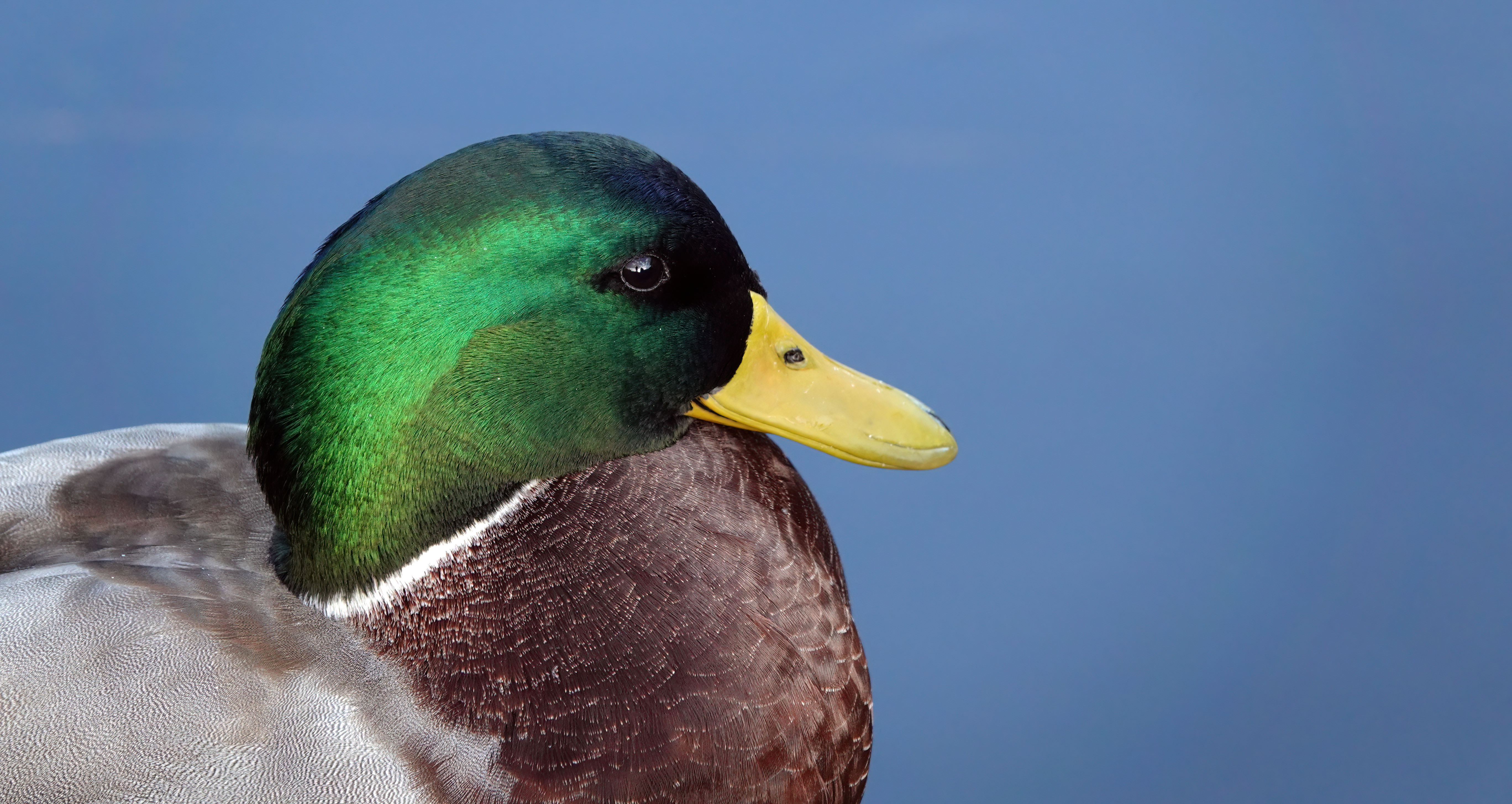 Duck with Man Face - Head