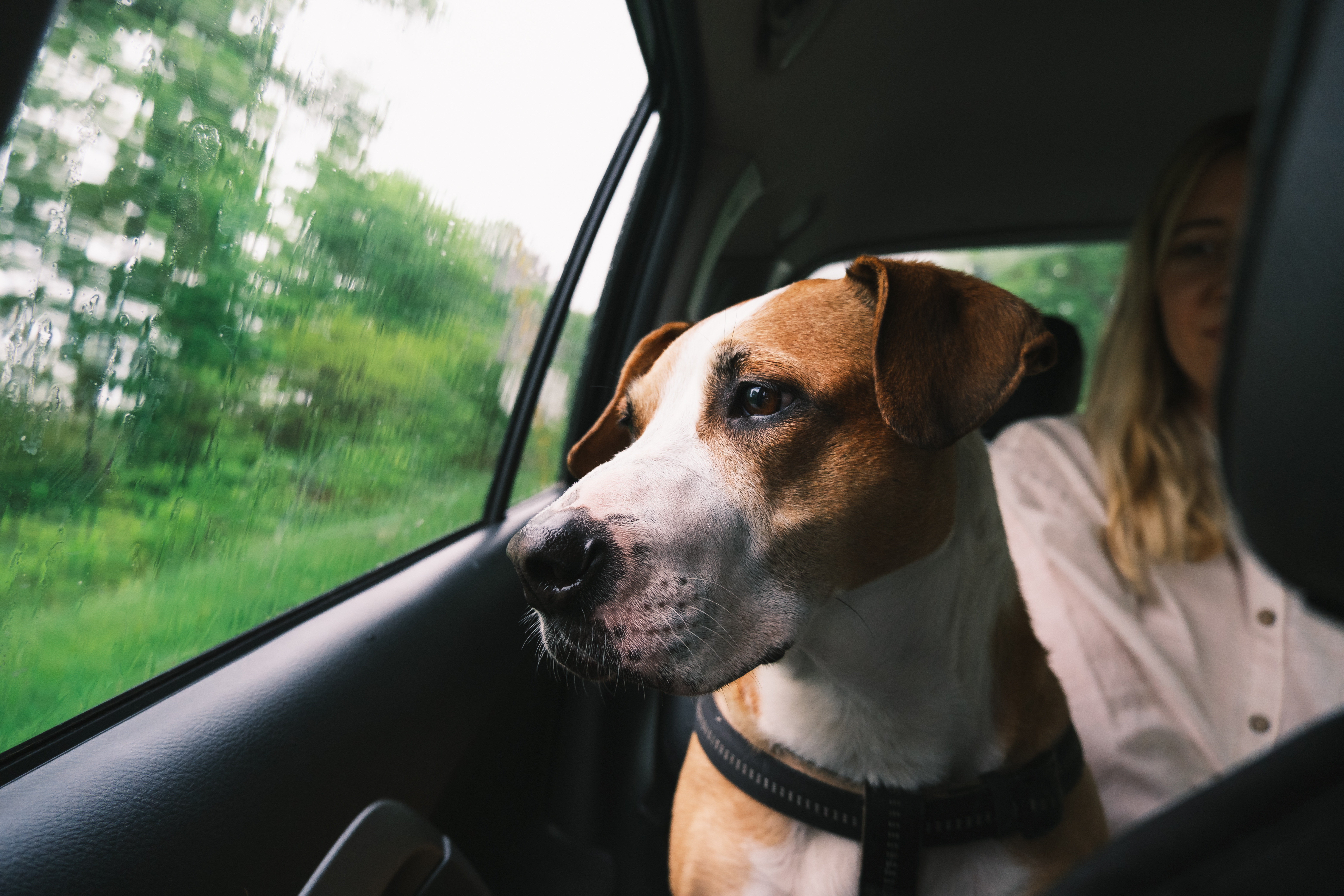 is it safe for dogs to ride in the car