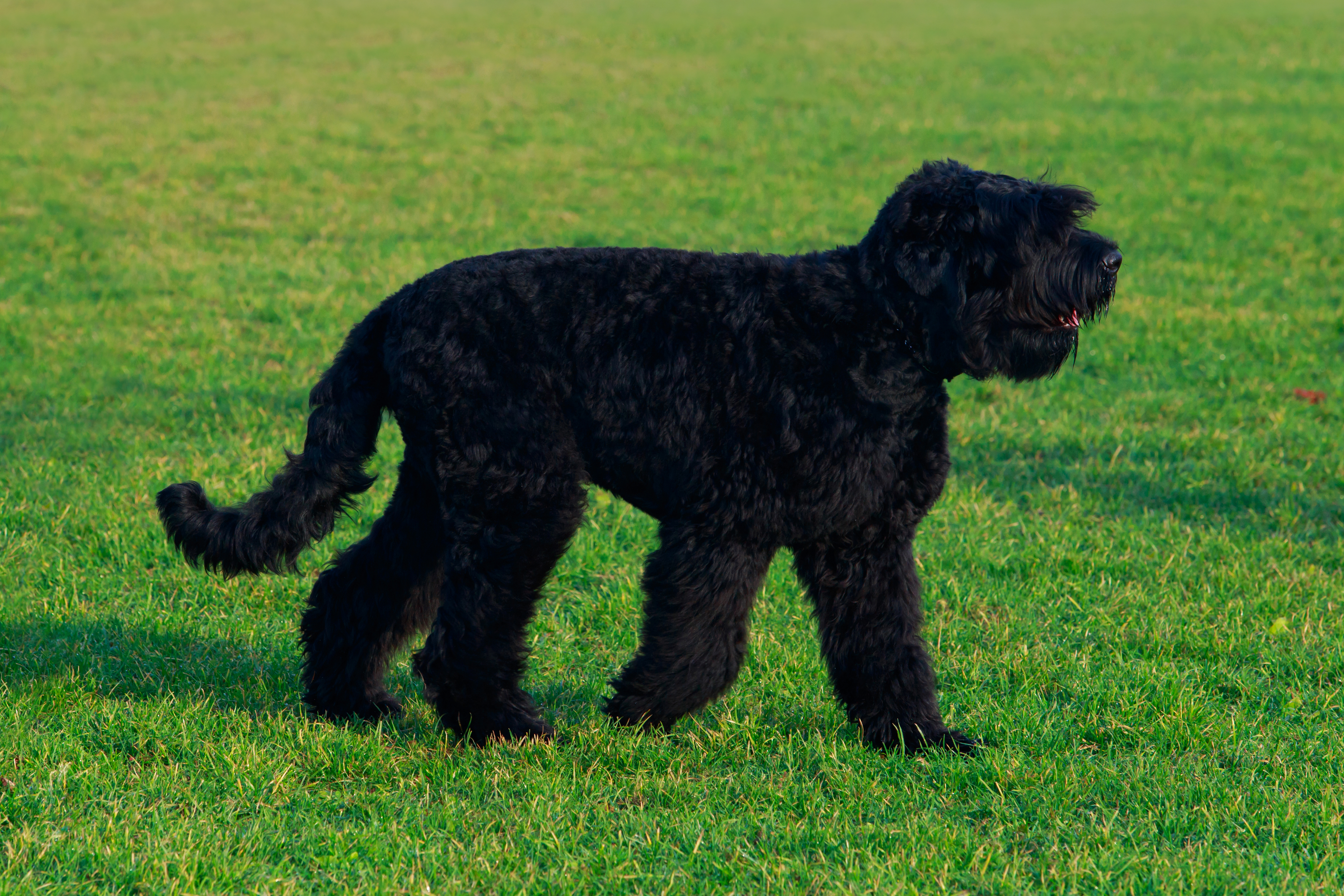 how much does a black russian terrier eat