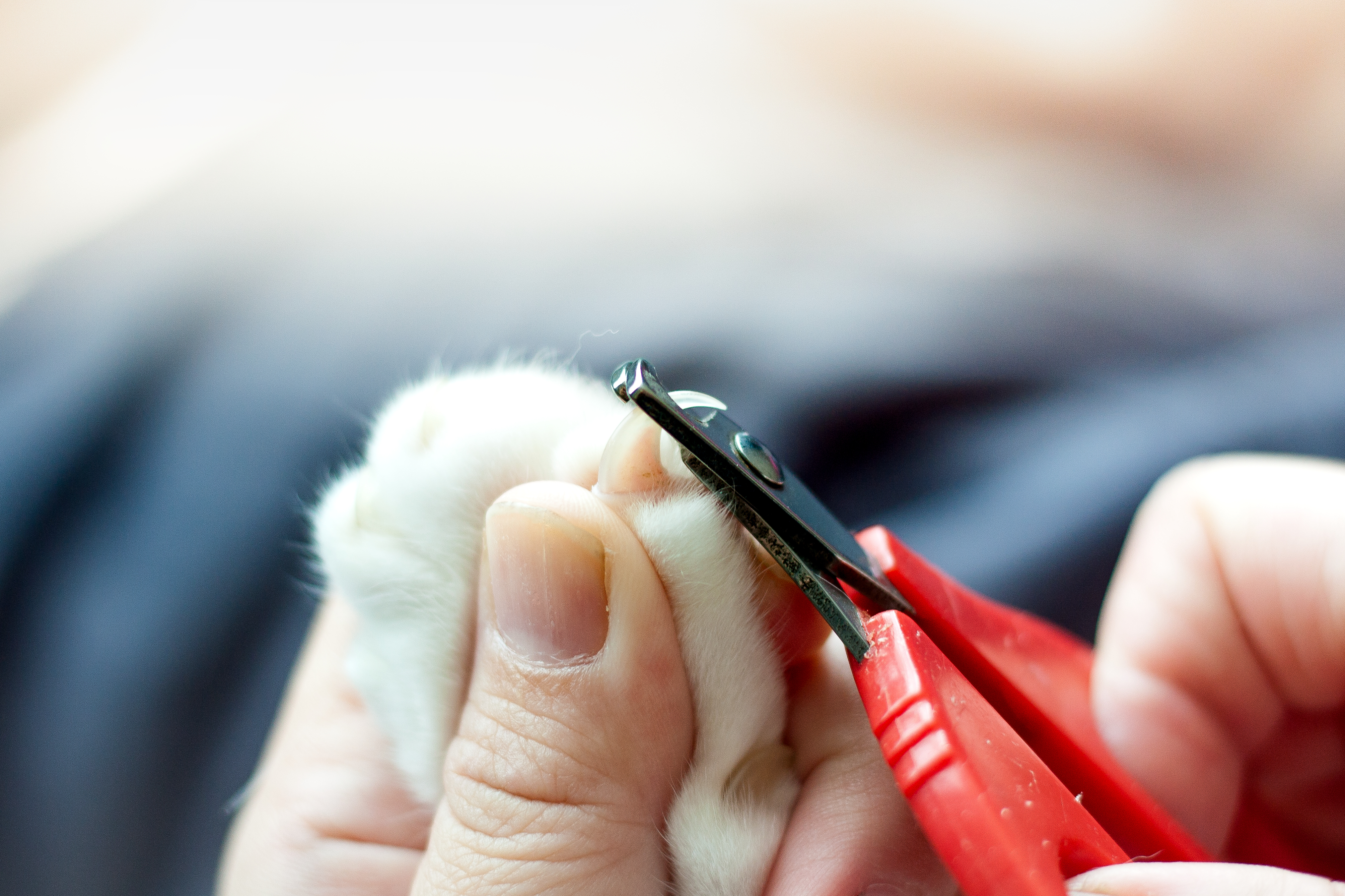 Как подстричь ногти коту когтерезом. How to properly Cut Nails.