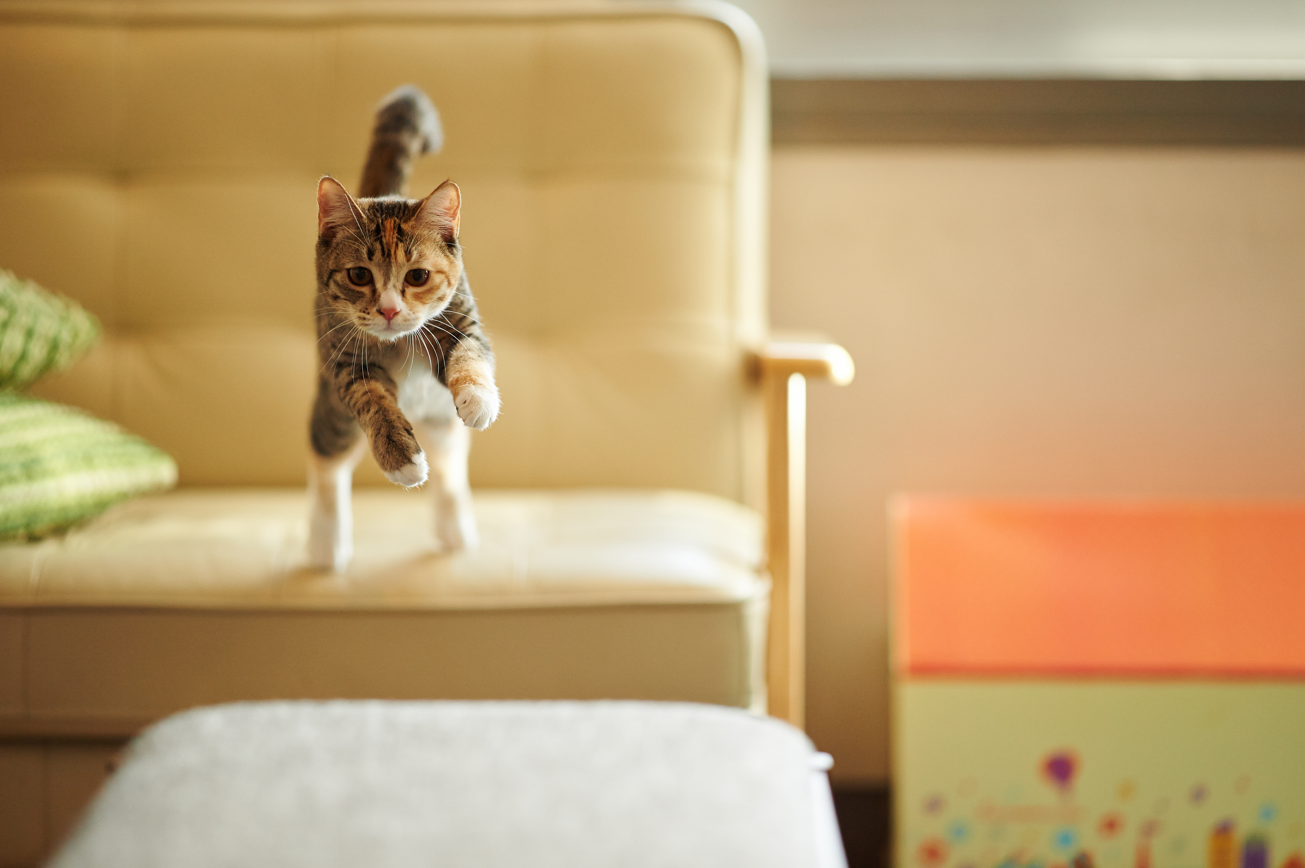 Jumper Cat. Cat is jumping. Смешные коты 2024