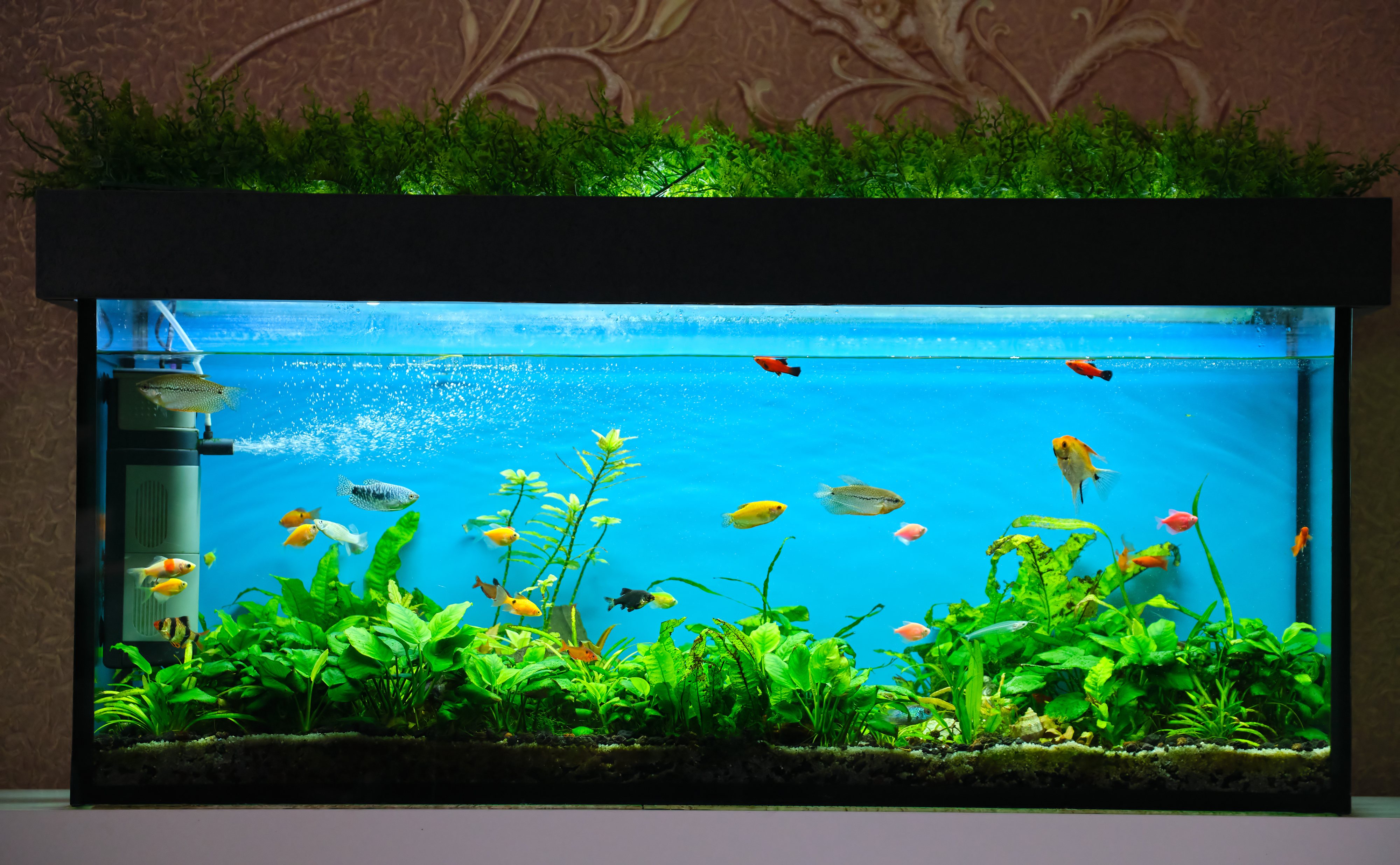 goldfish in a tank