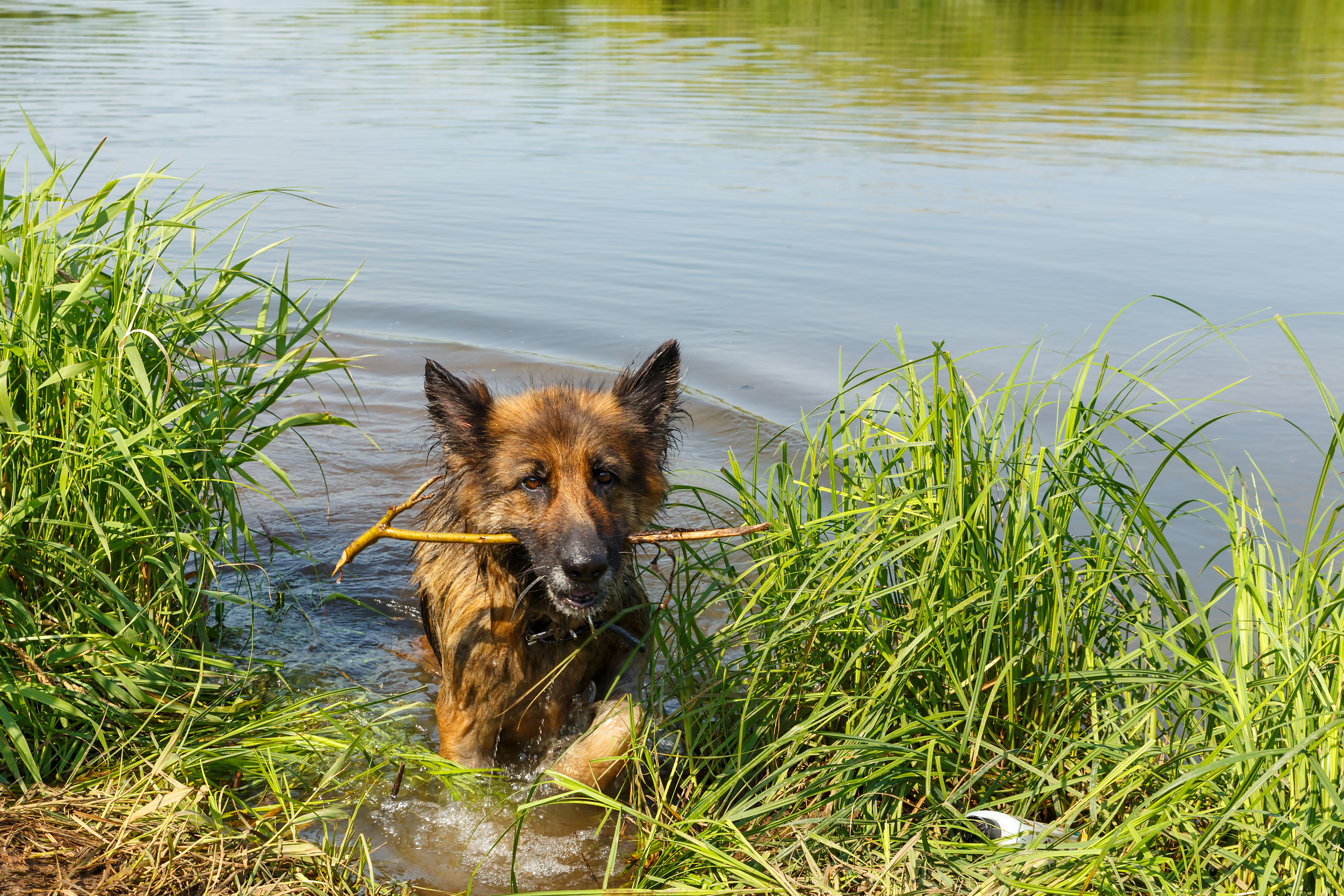 do dogs need lepto vaccine