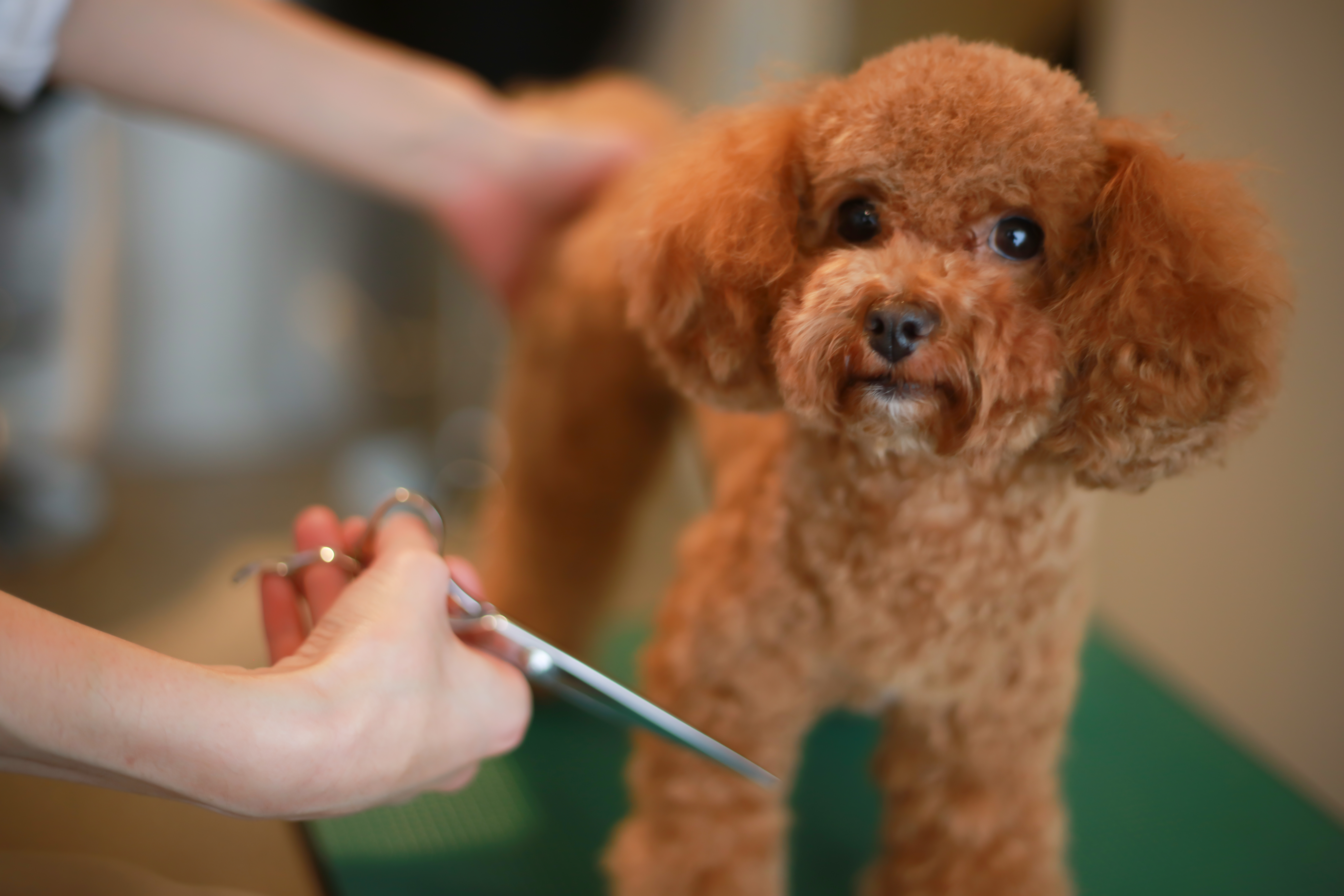 Diffe Grooming Cuts For Poodles