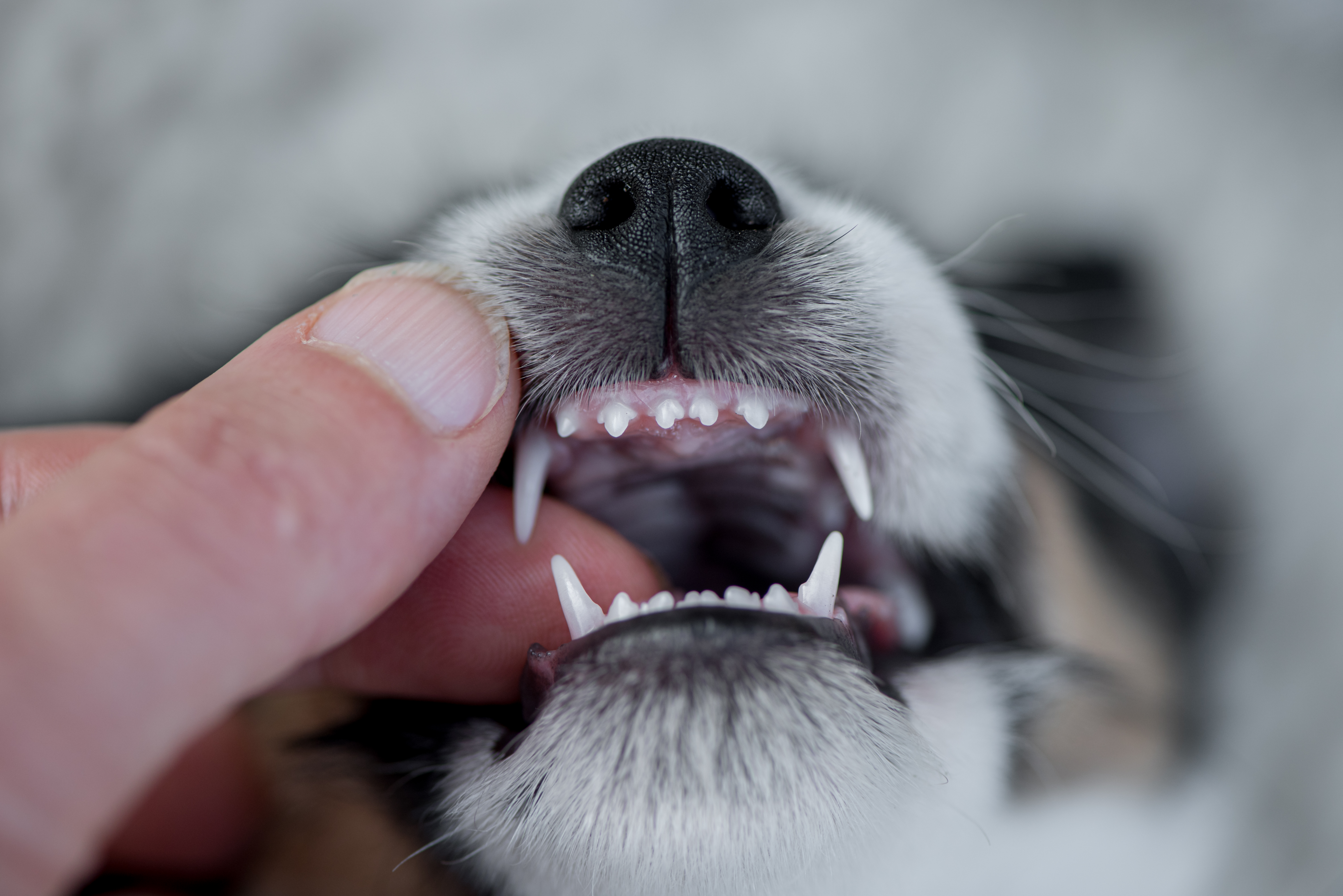 unhealthy dog gums
