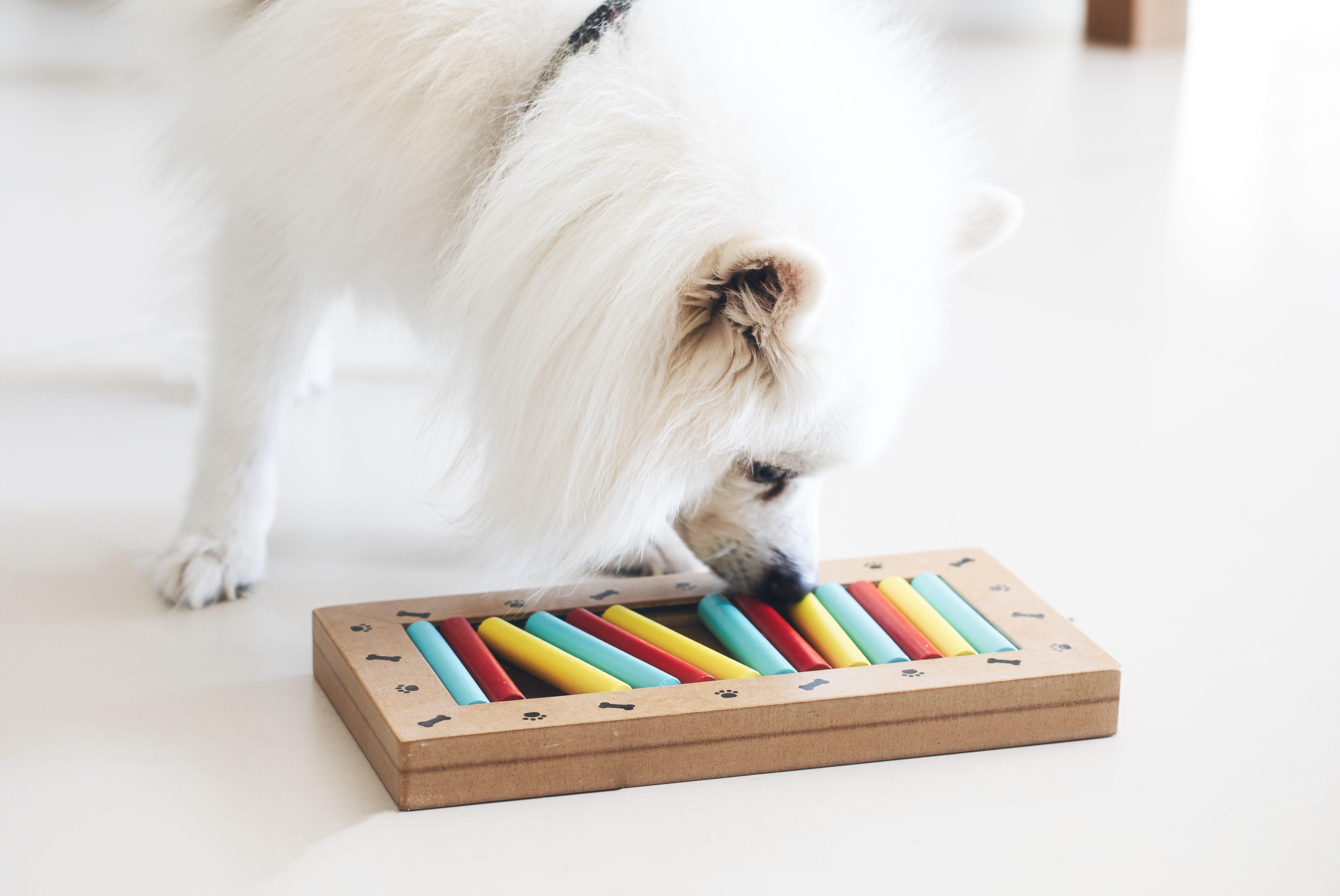5 Benefits of Dog Puzzles and How to Get Started