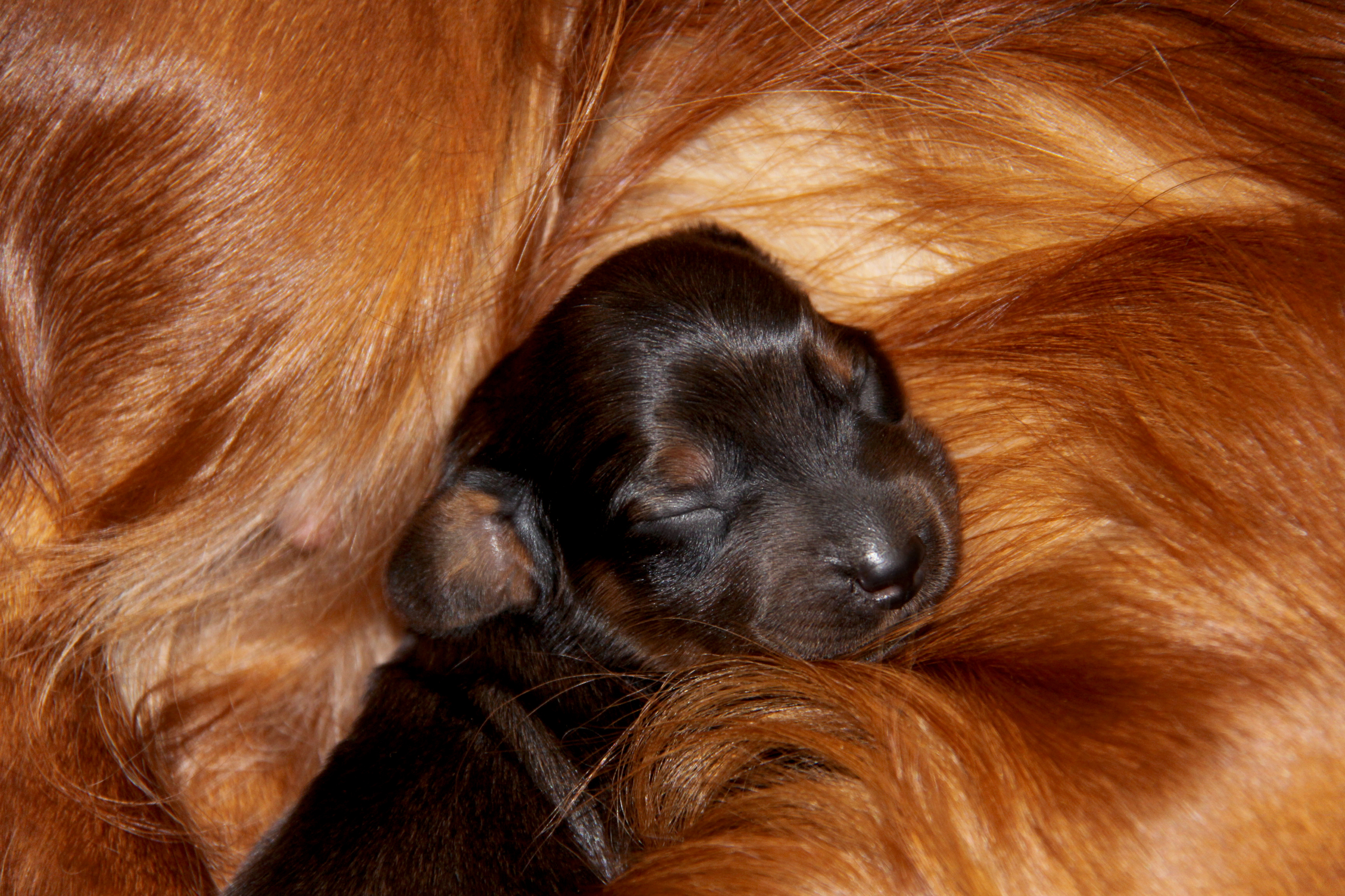 do puppies have separate amniotic sacs