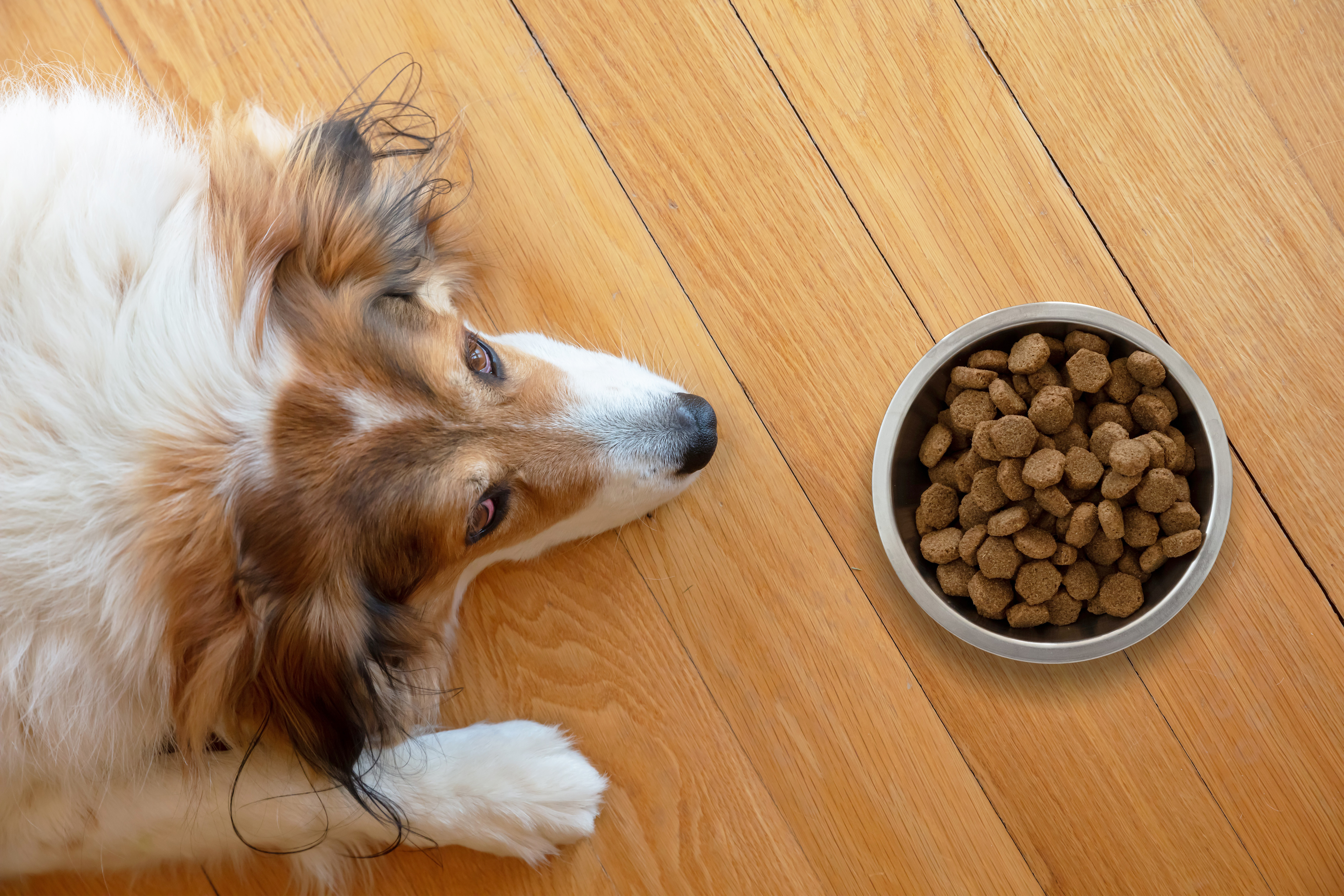 Why Do Dogs Move Their Food Bowls - Wag!
