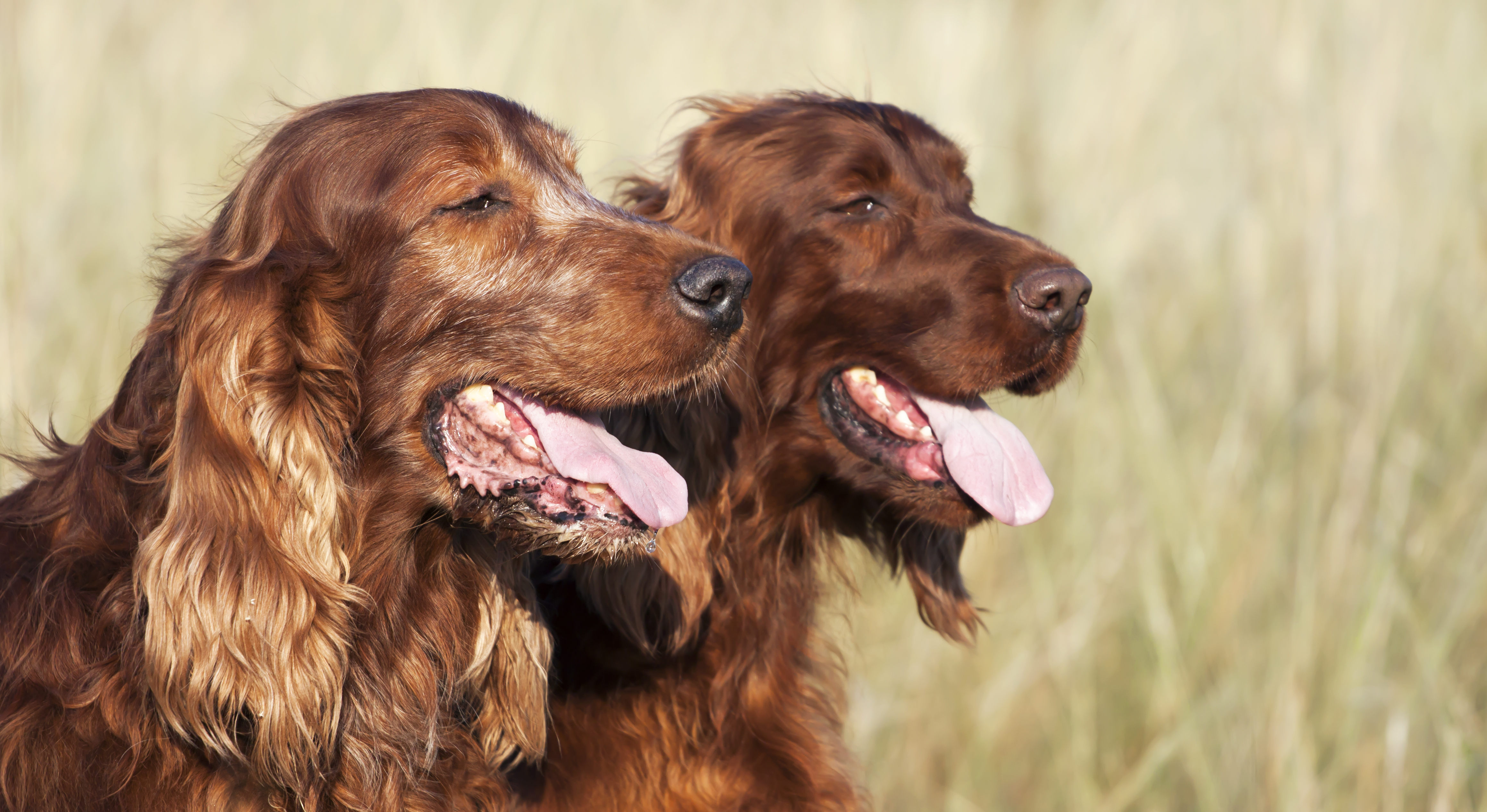 do dogs sweat by panting