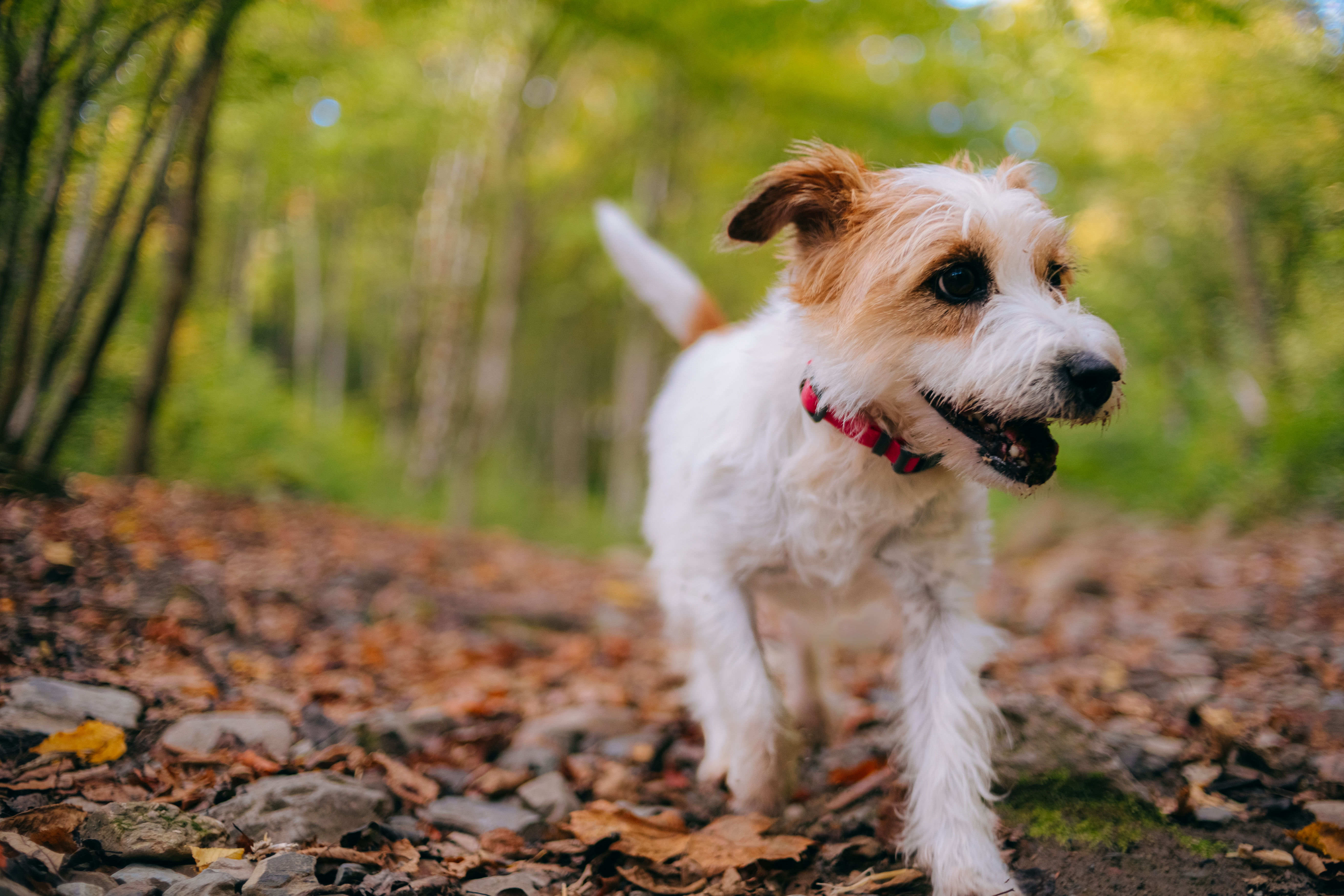 why do dogs walk back and forth before pooping