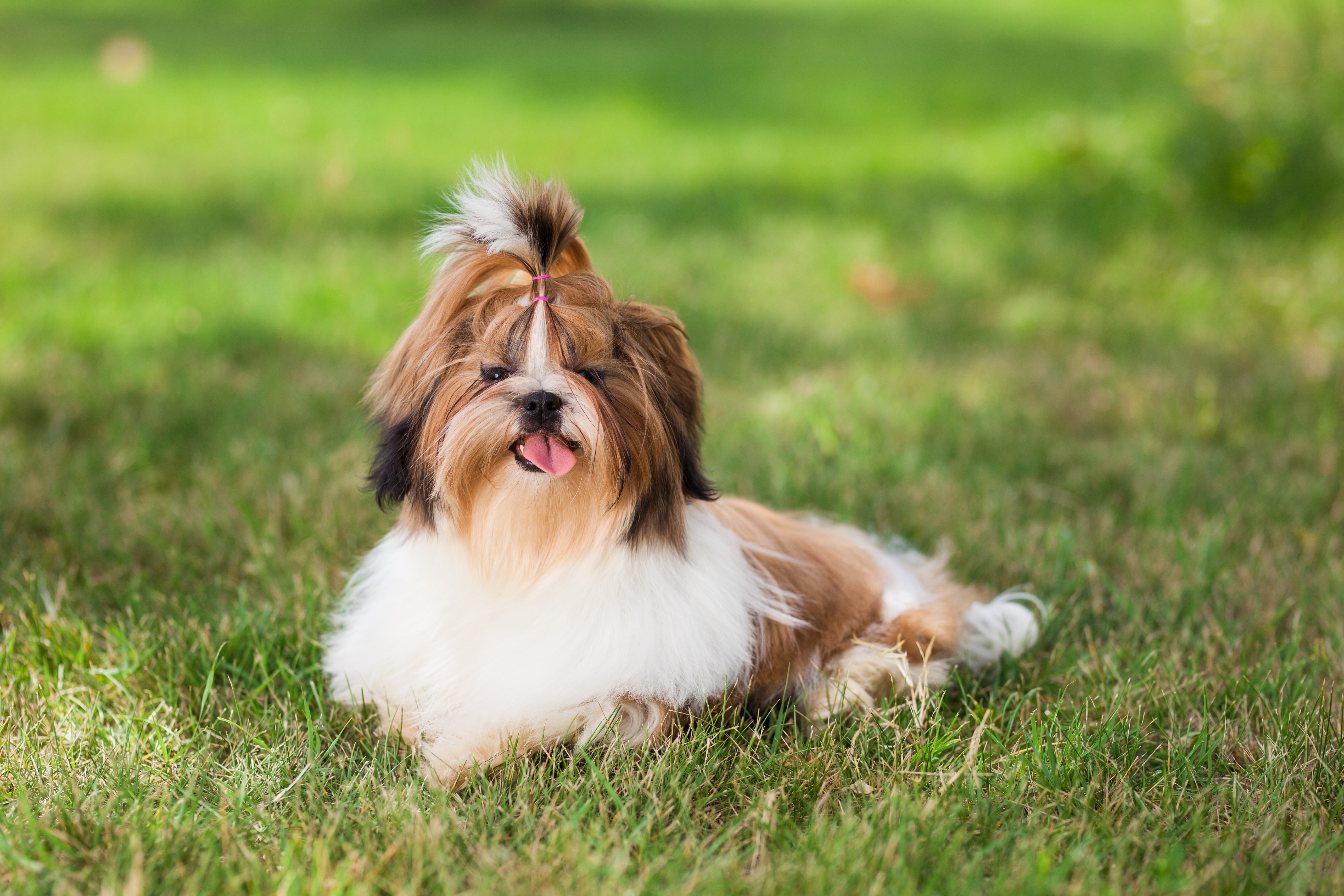 7 Gorgeous Shih Tzu Hair Styles to Keep You Turning Heads  Graypets