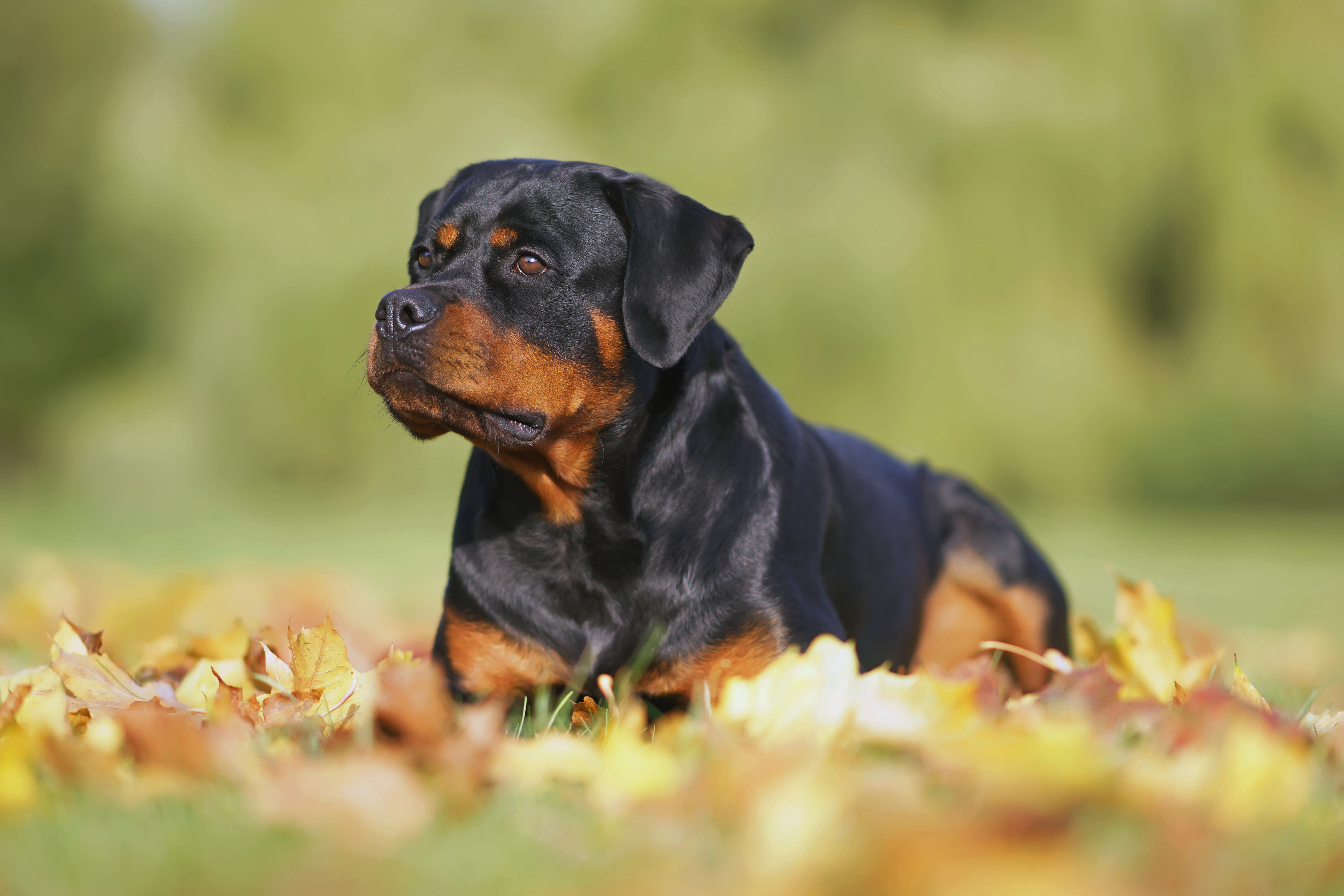 how long is a rottweiler pregnant