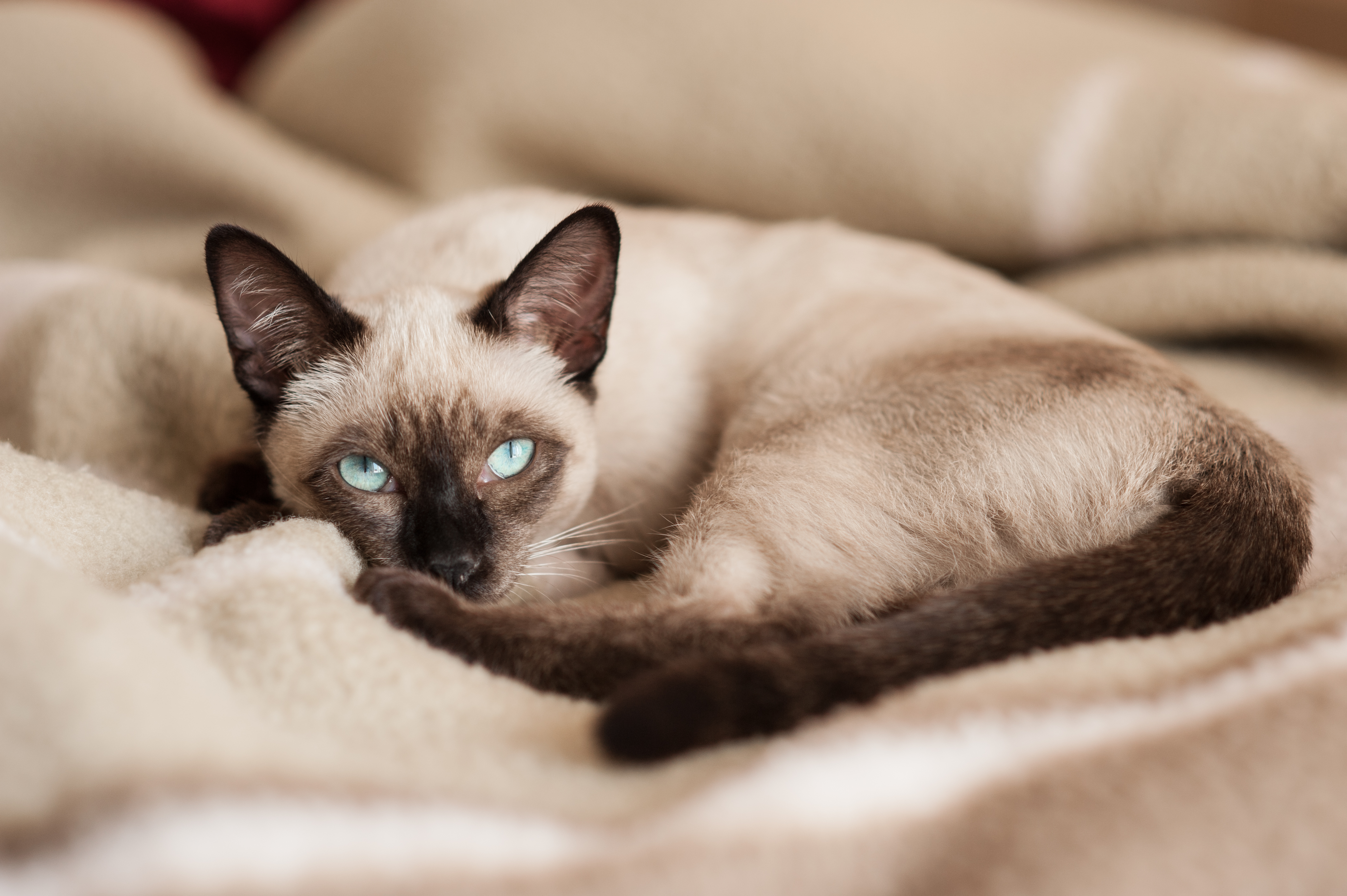 Strabismus in Cats: Causes, Symptoms, & Treatment 