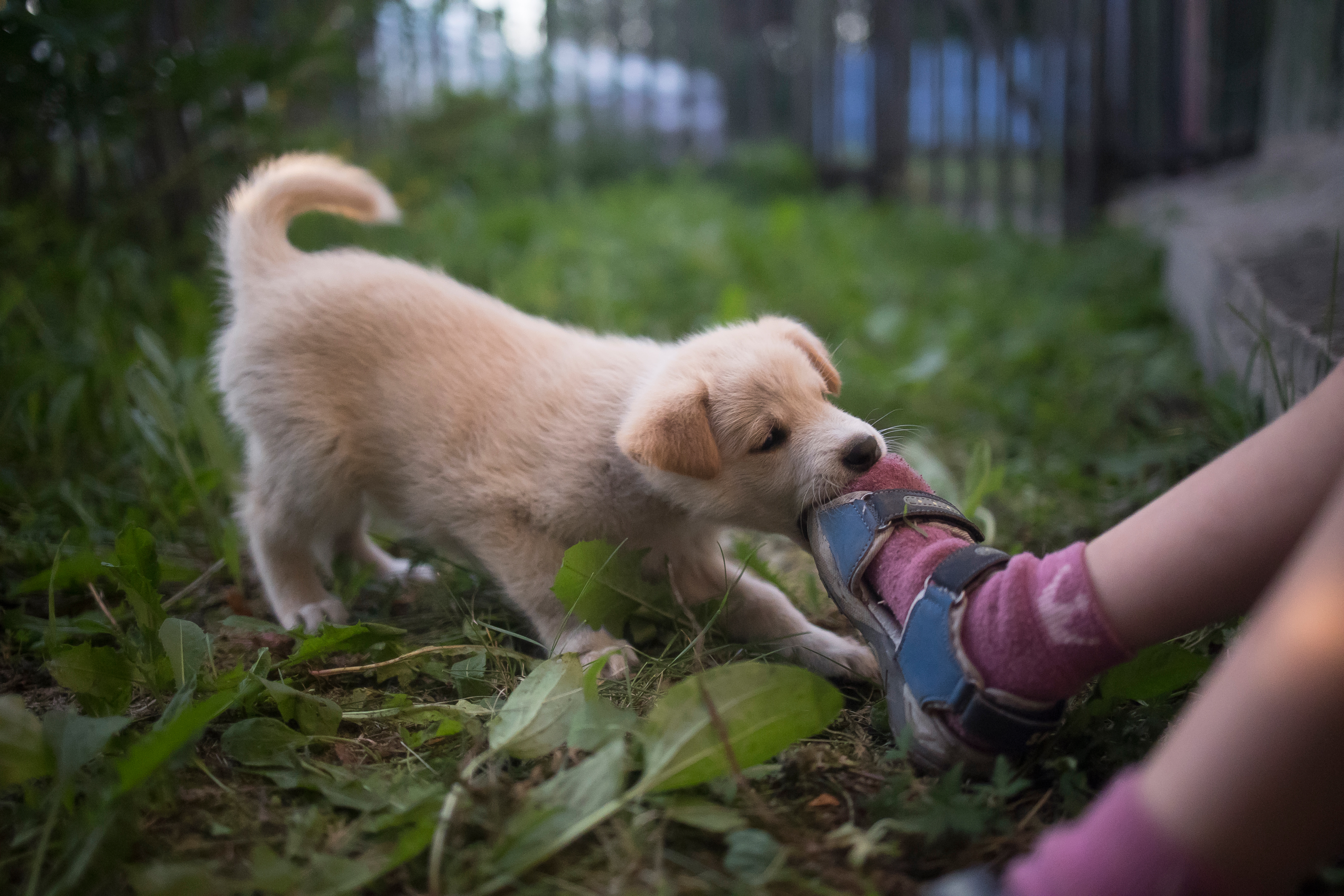 what happens if a dog eats ranitidine