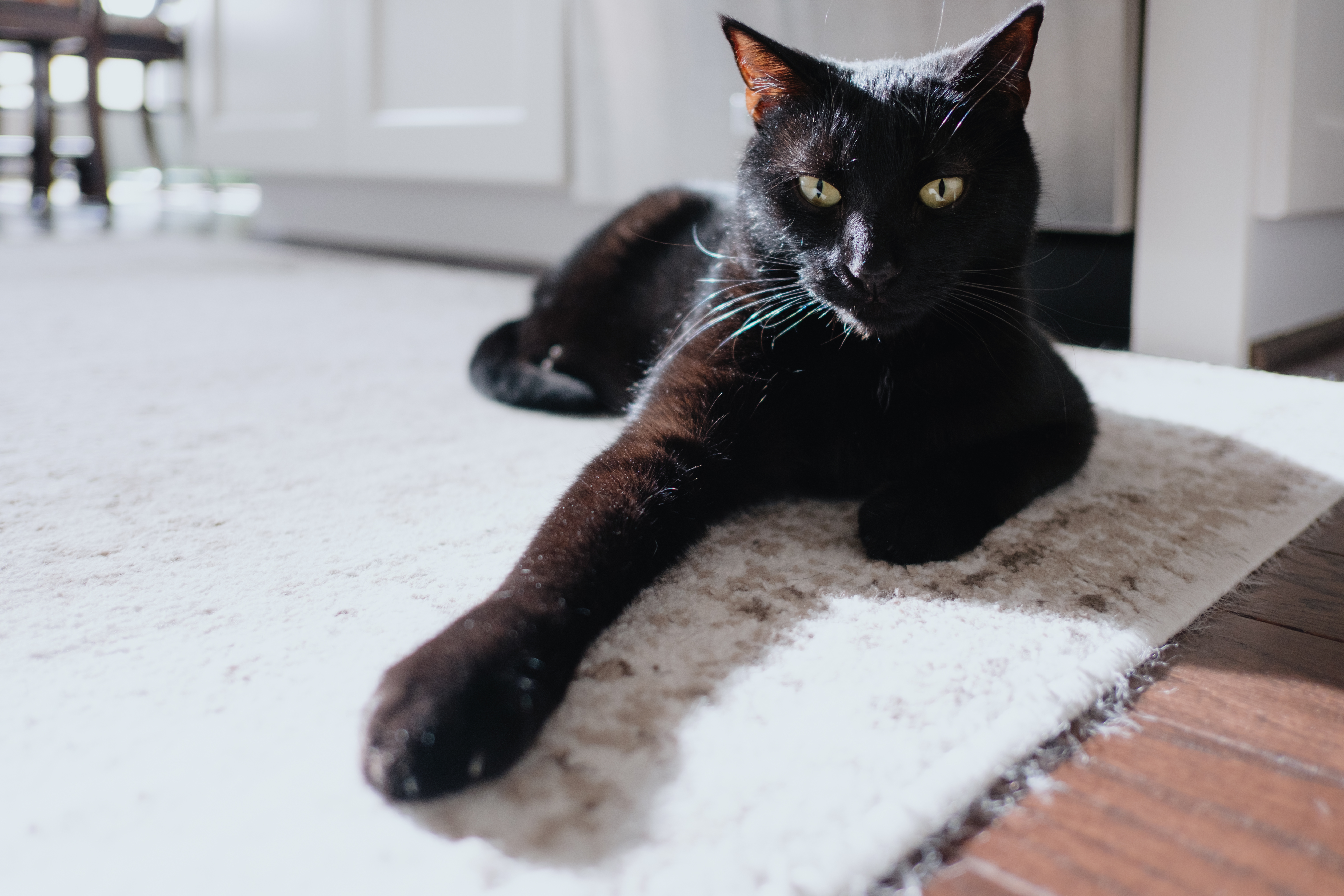 Floof the Fluffy Black Cat MADE TO ORDER -  Portugal