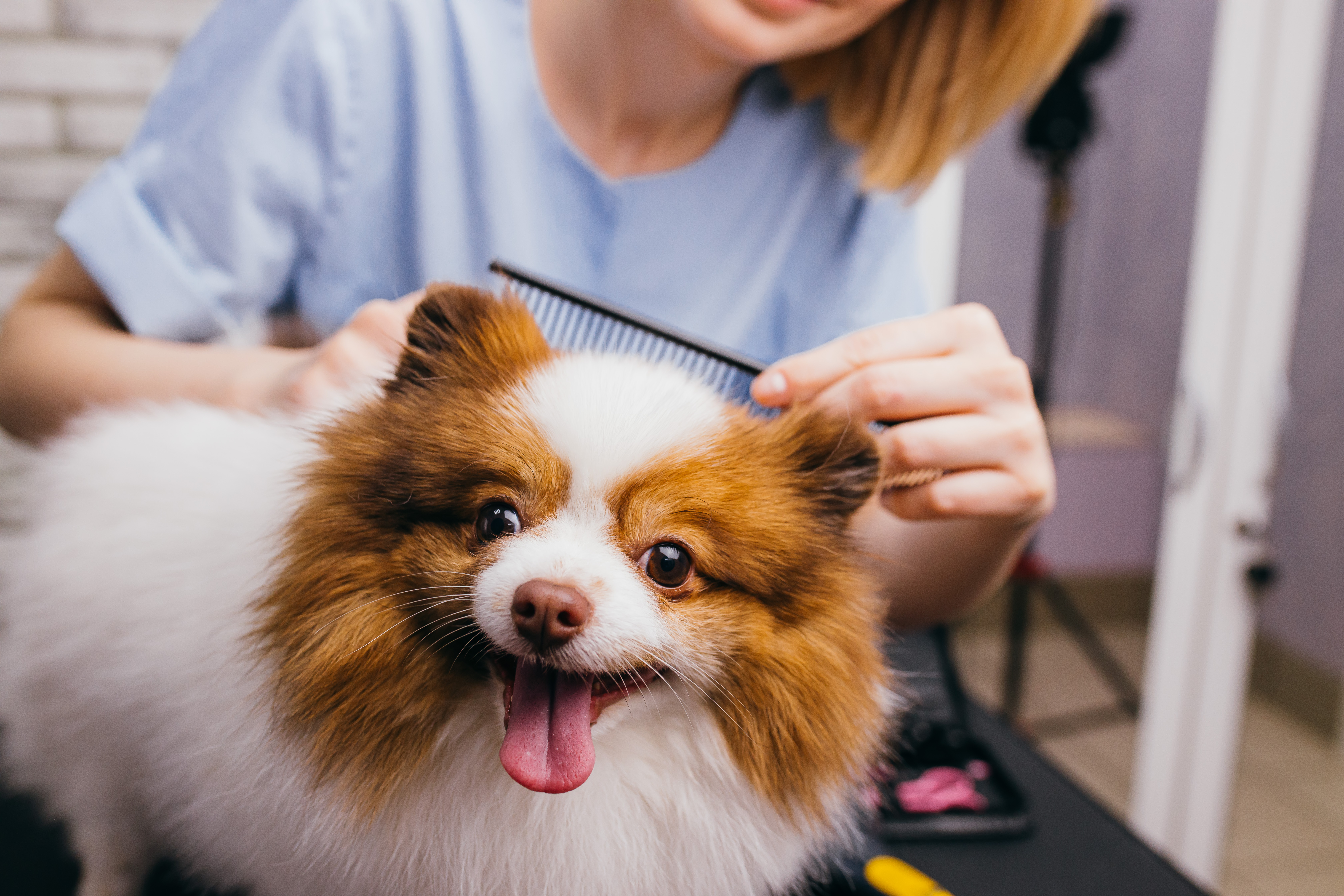 Dog hair cutting sales places near me