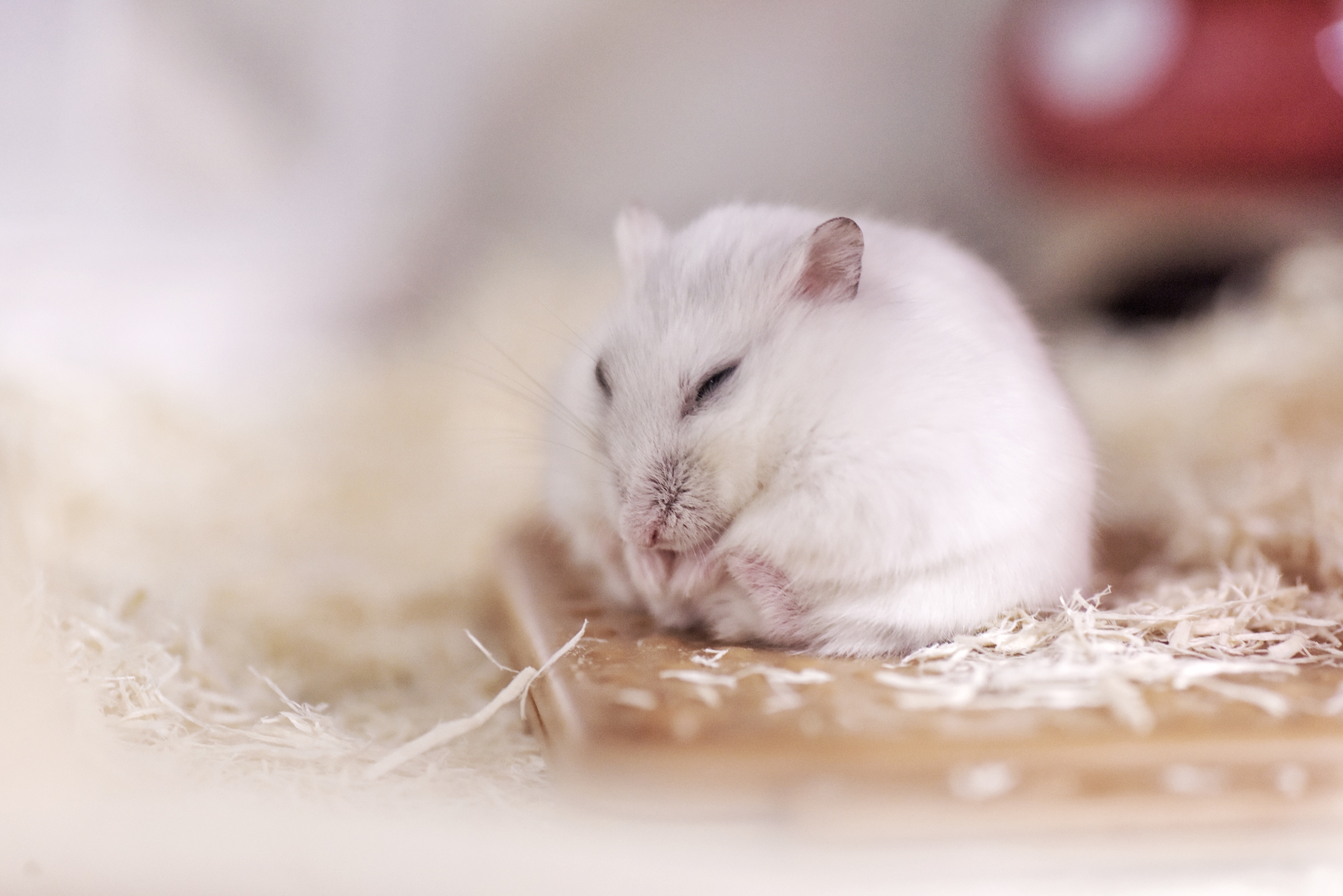 albino dwarf hamster