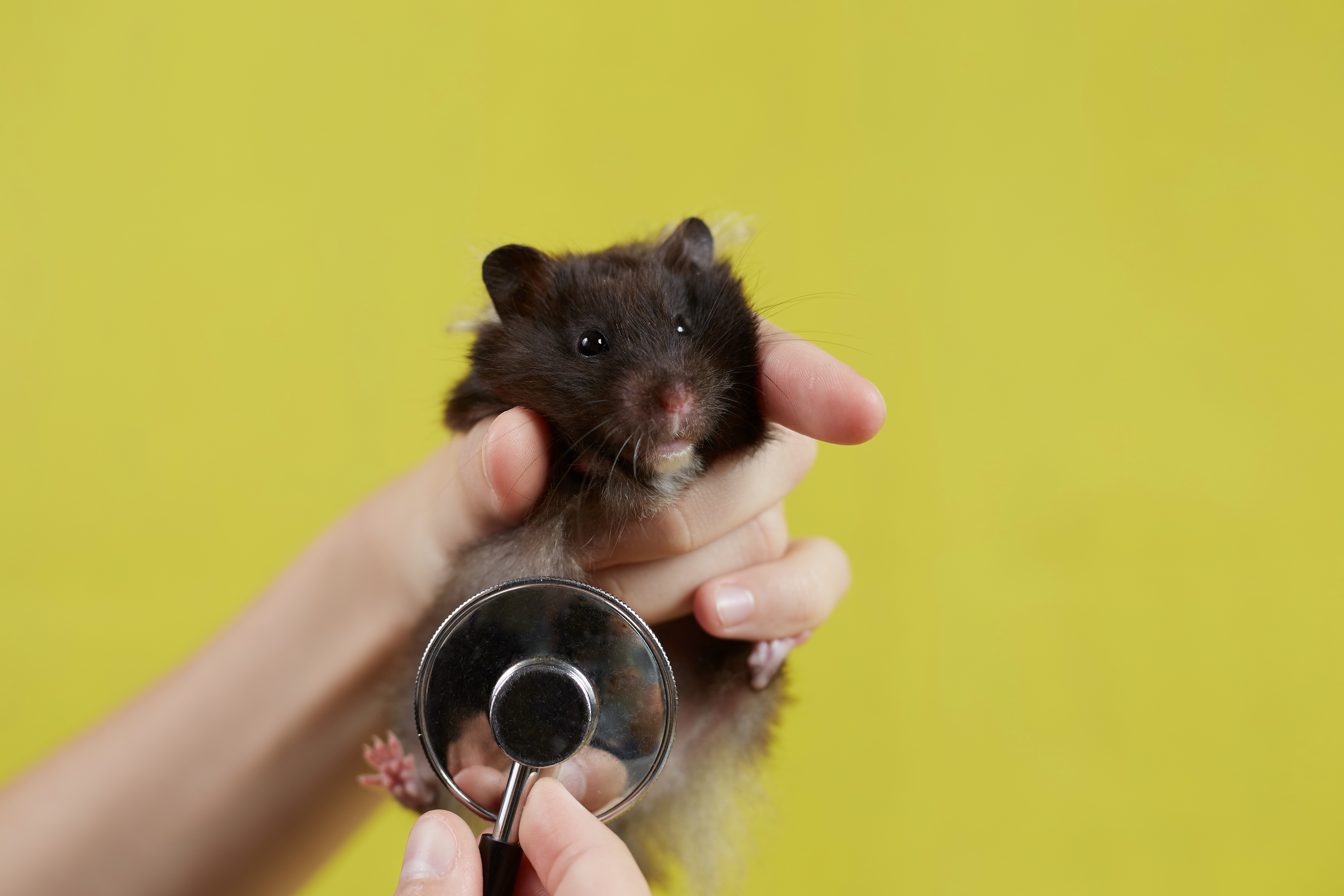 What is a Dwarf Hamster's Lifespan? How long do they live for?