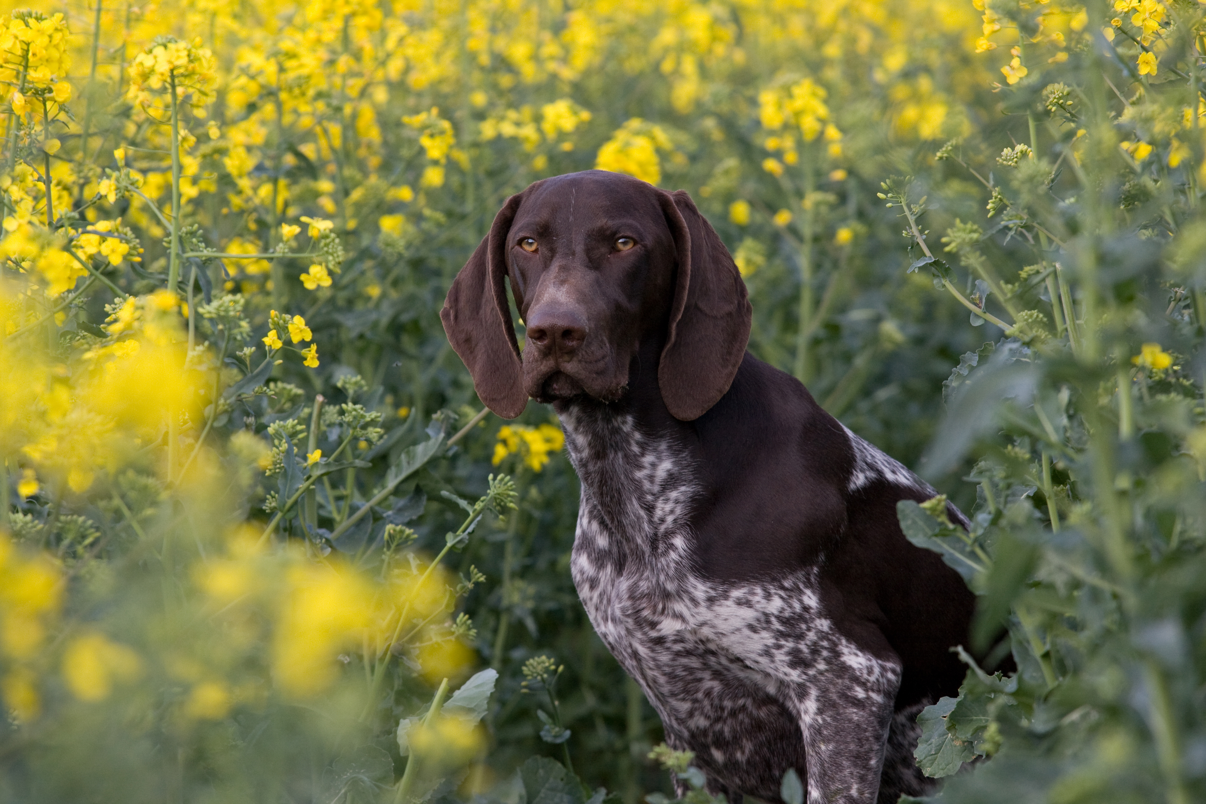 German shorthaired store pointer obedience training