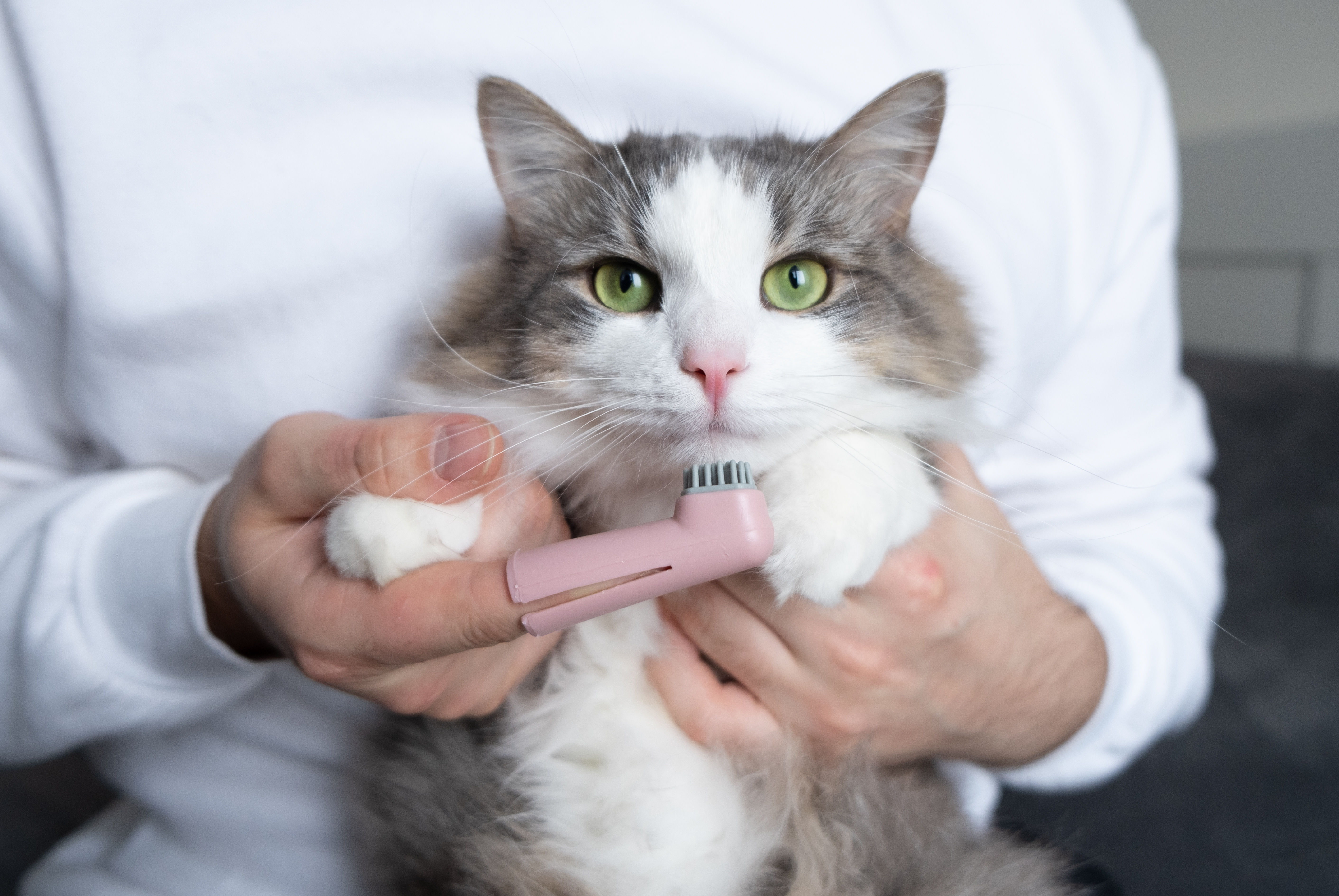 Best toothpaste for cats best sale with gingivitis