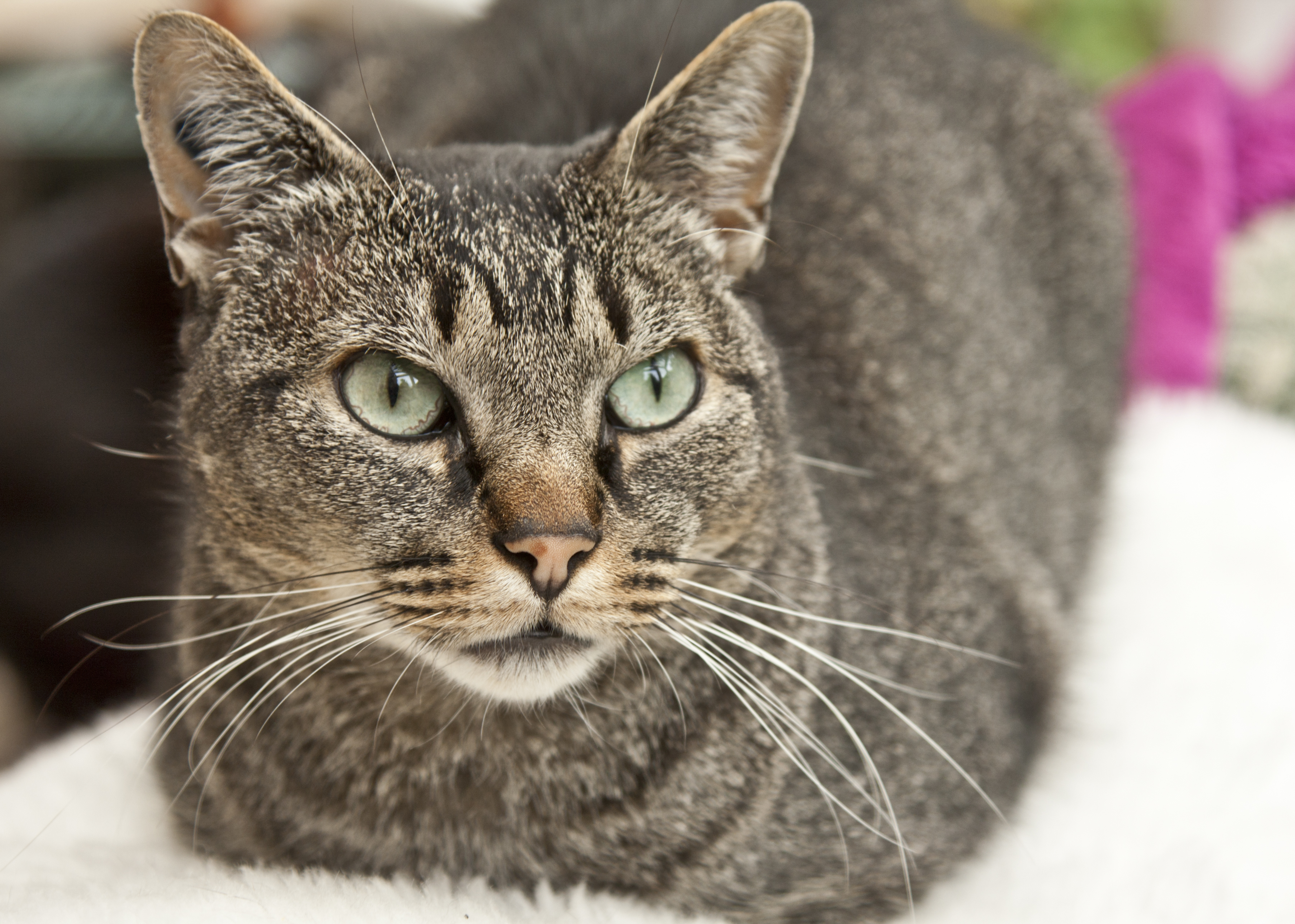 Universal Animal Clinic - The 5 Tabby Cat Patterns A tabby cat is not a  breed; it's actually a coat pattern and there are five different types of  tabby cats. Learn the