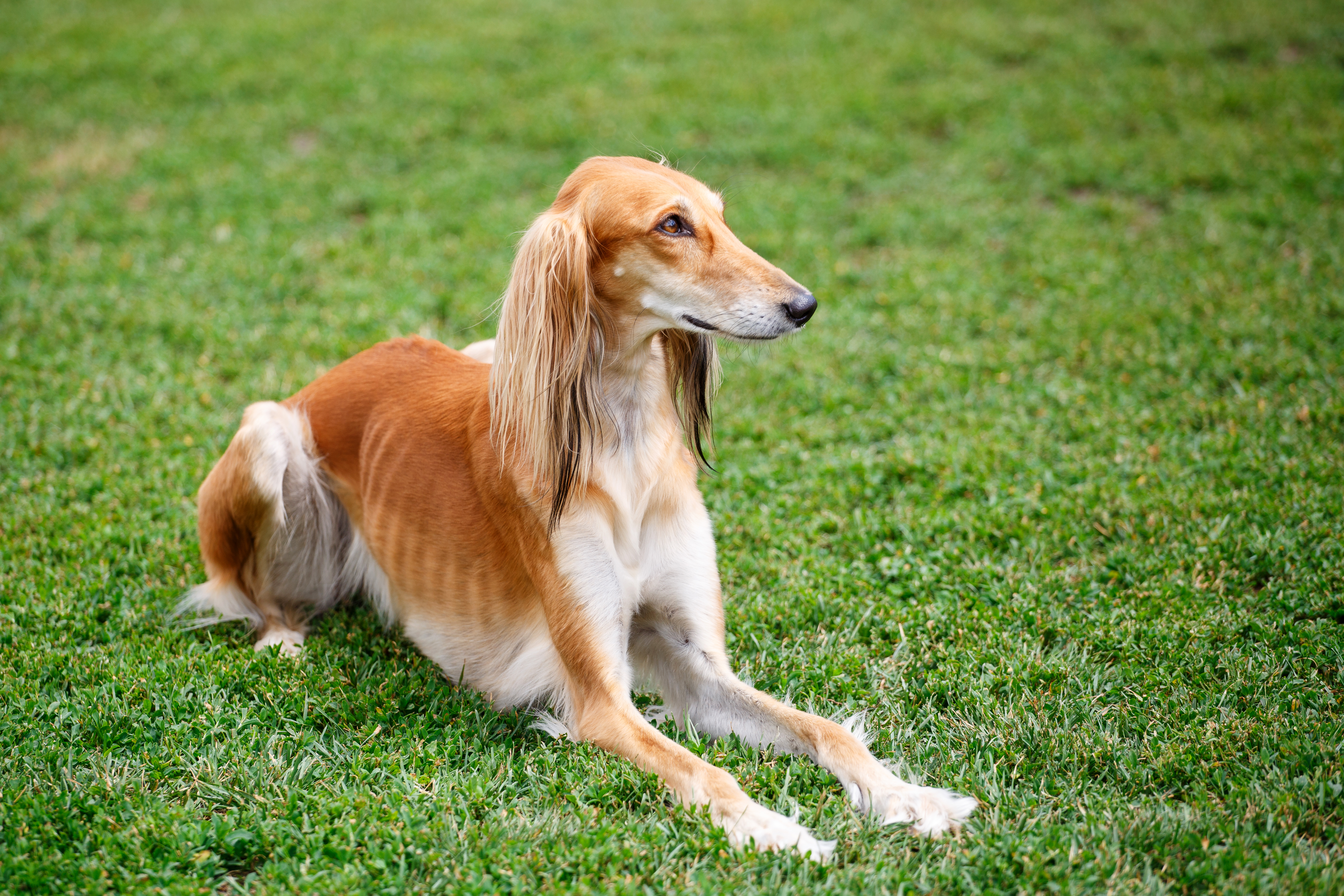 Long haired hotsell saluki dog