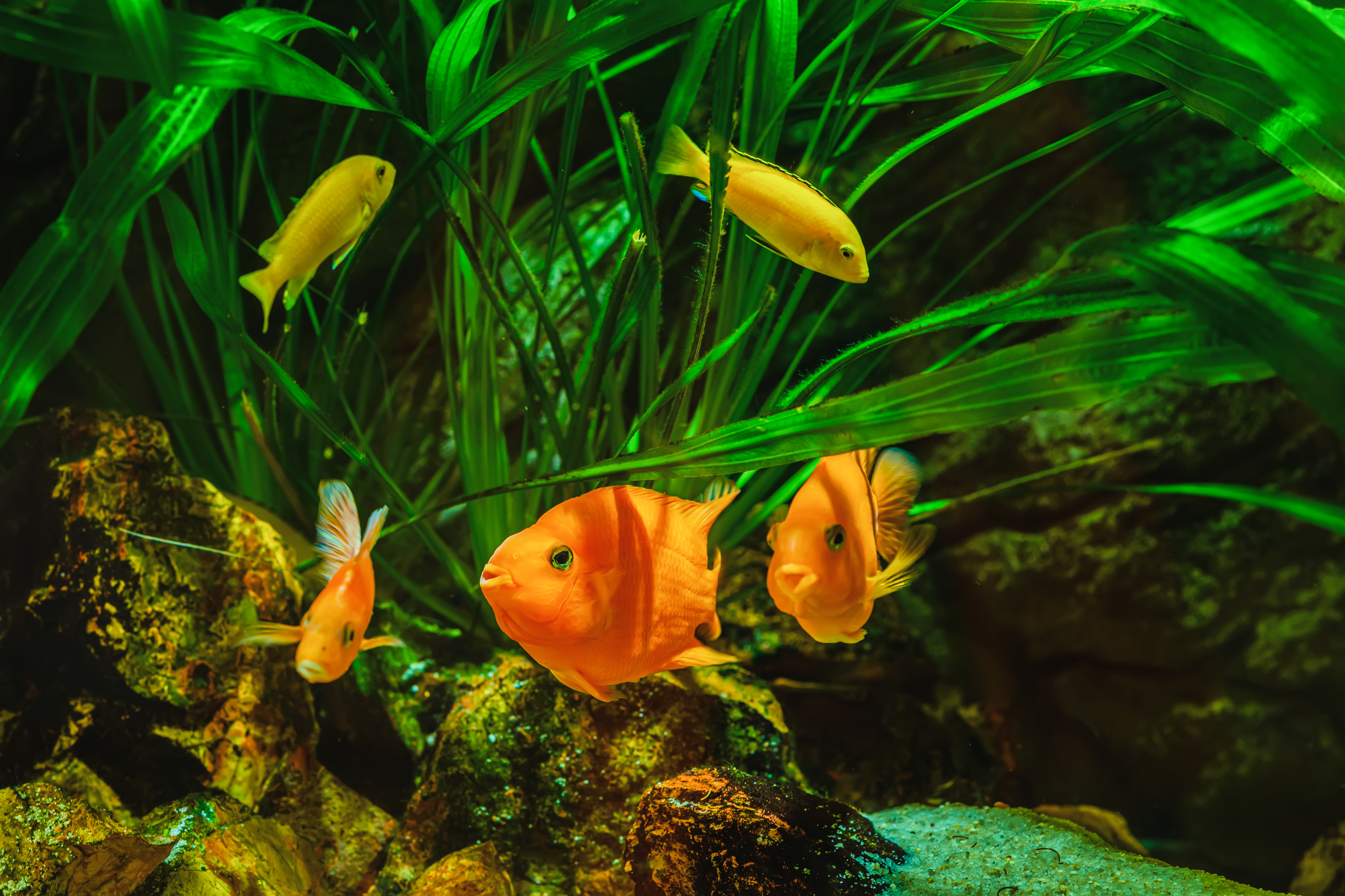 True parrot outlet cichlid care