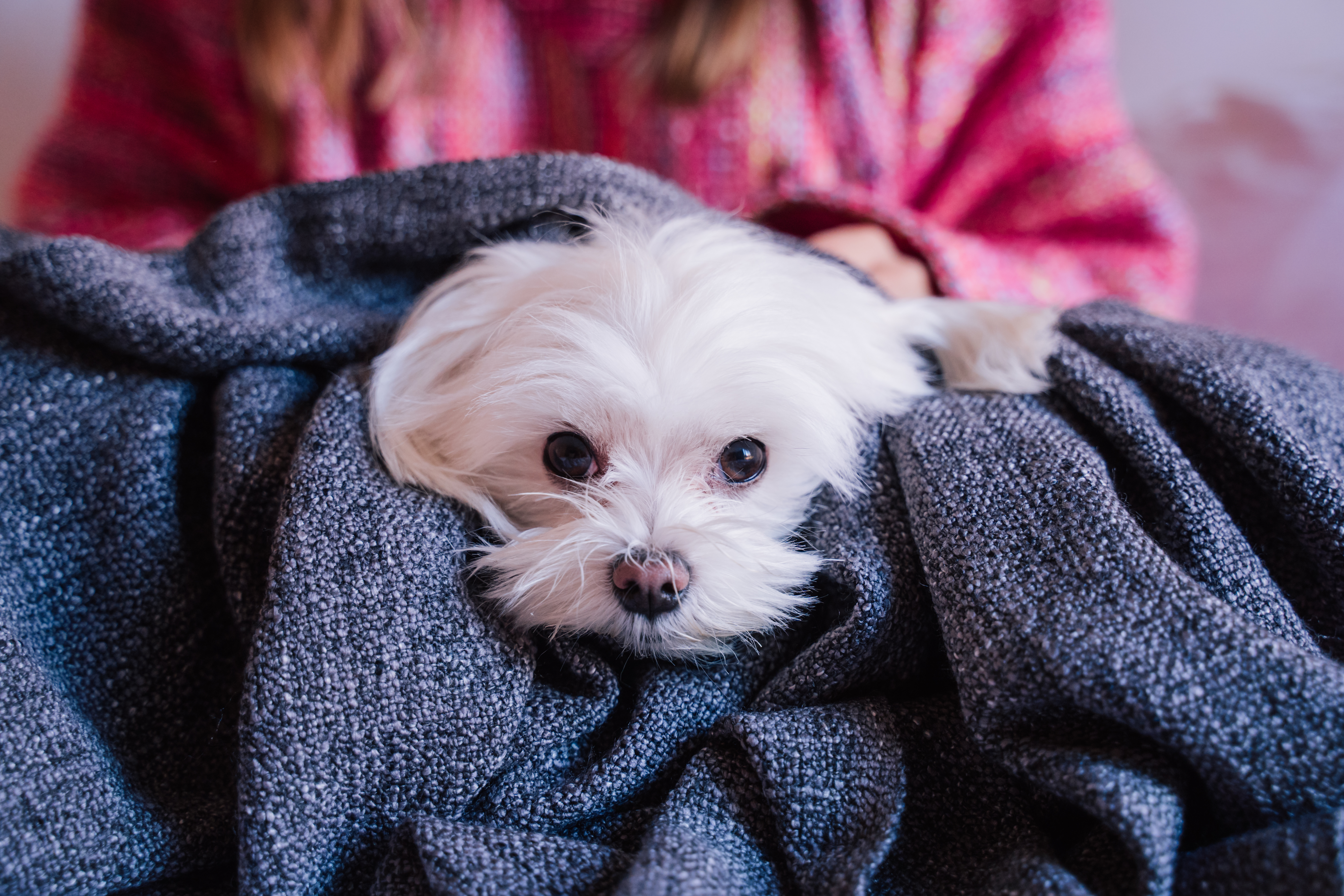 Maltese puppy best sale cut face