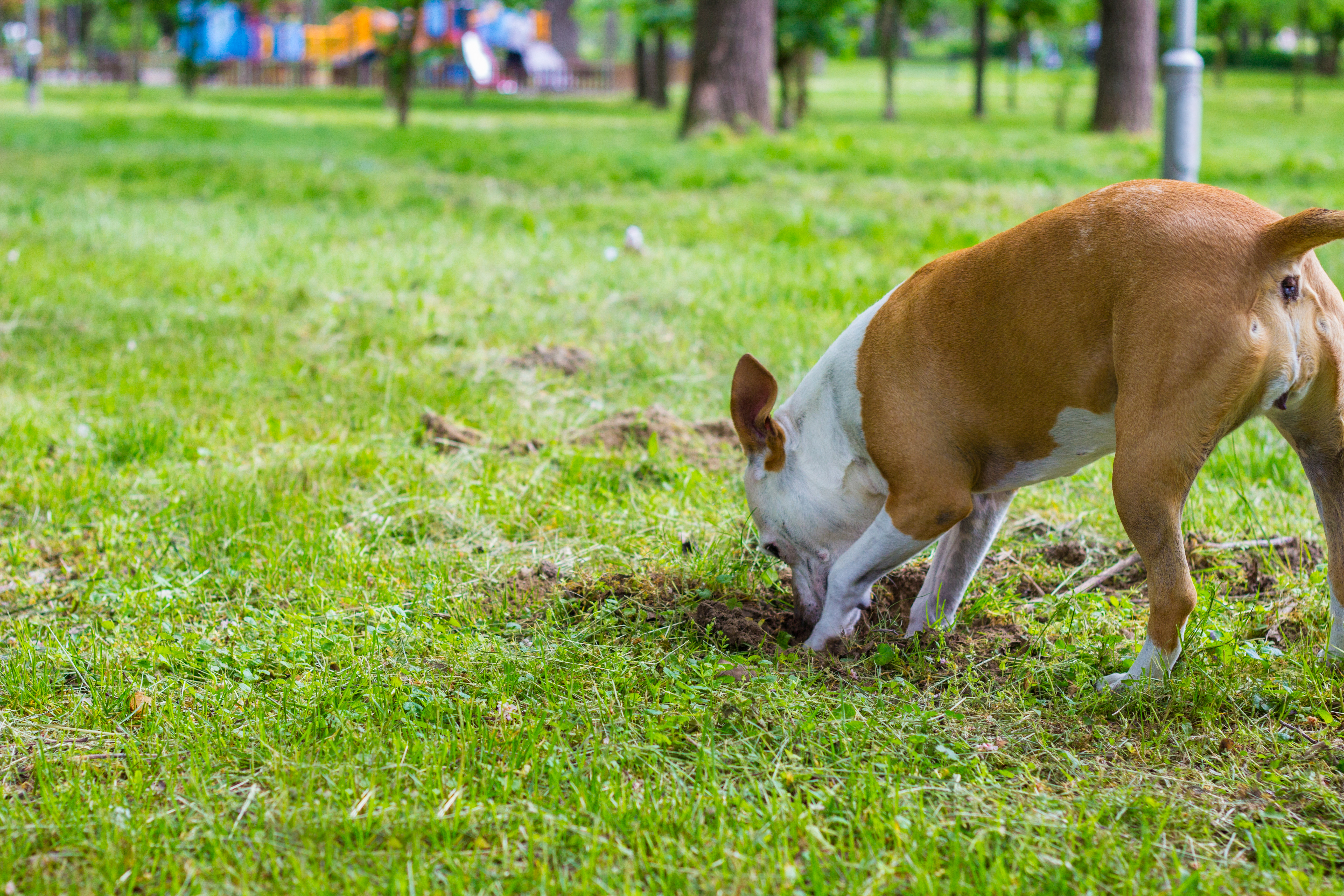 Stop dog digging outlet under fence chicken wire