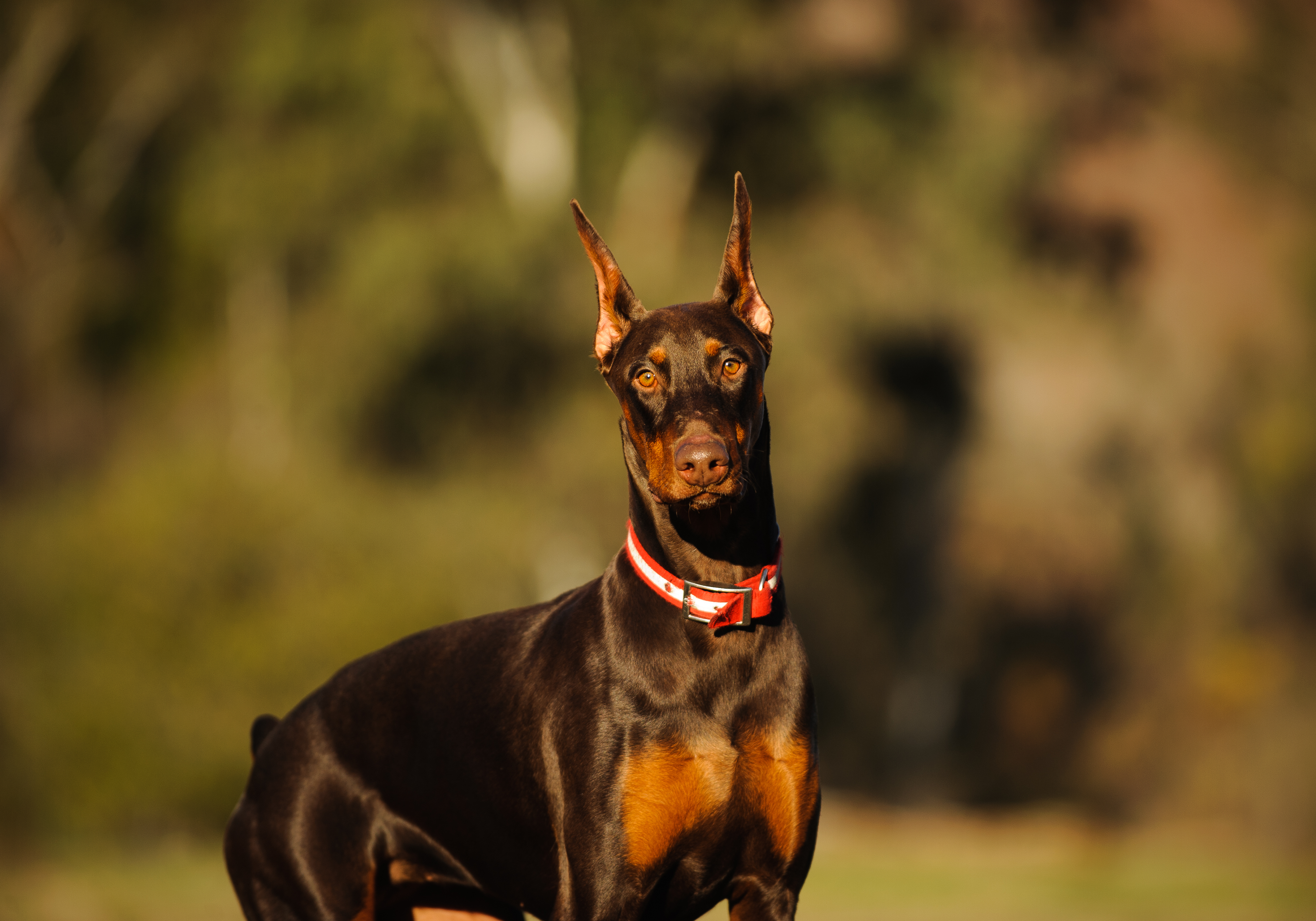 Doberman with 2024 white chest