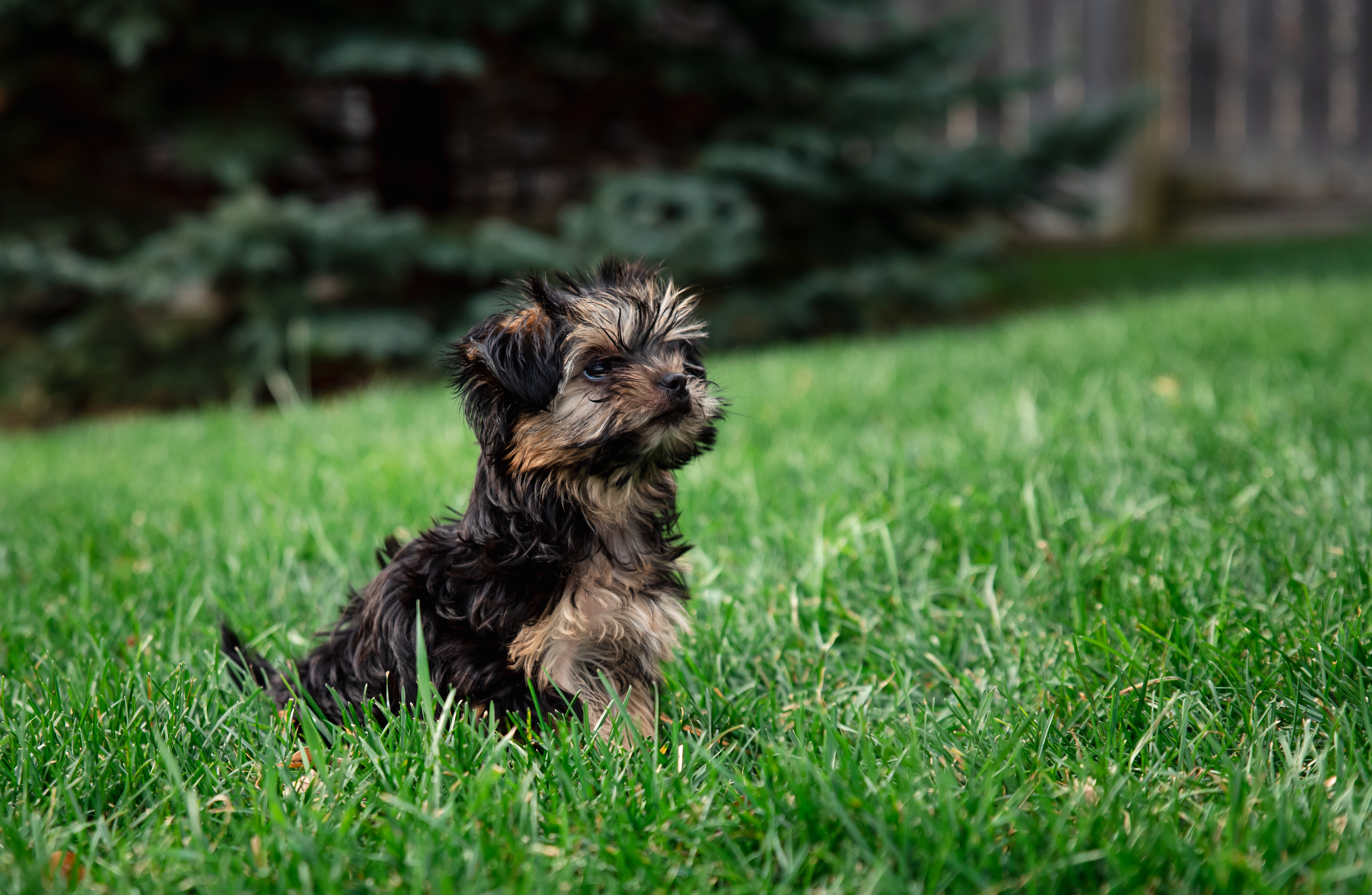 Morkie potty training store problems