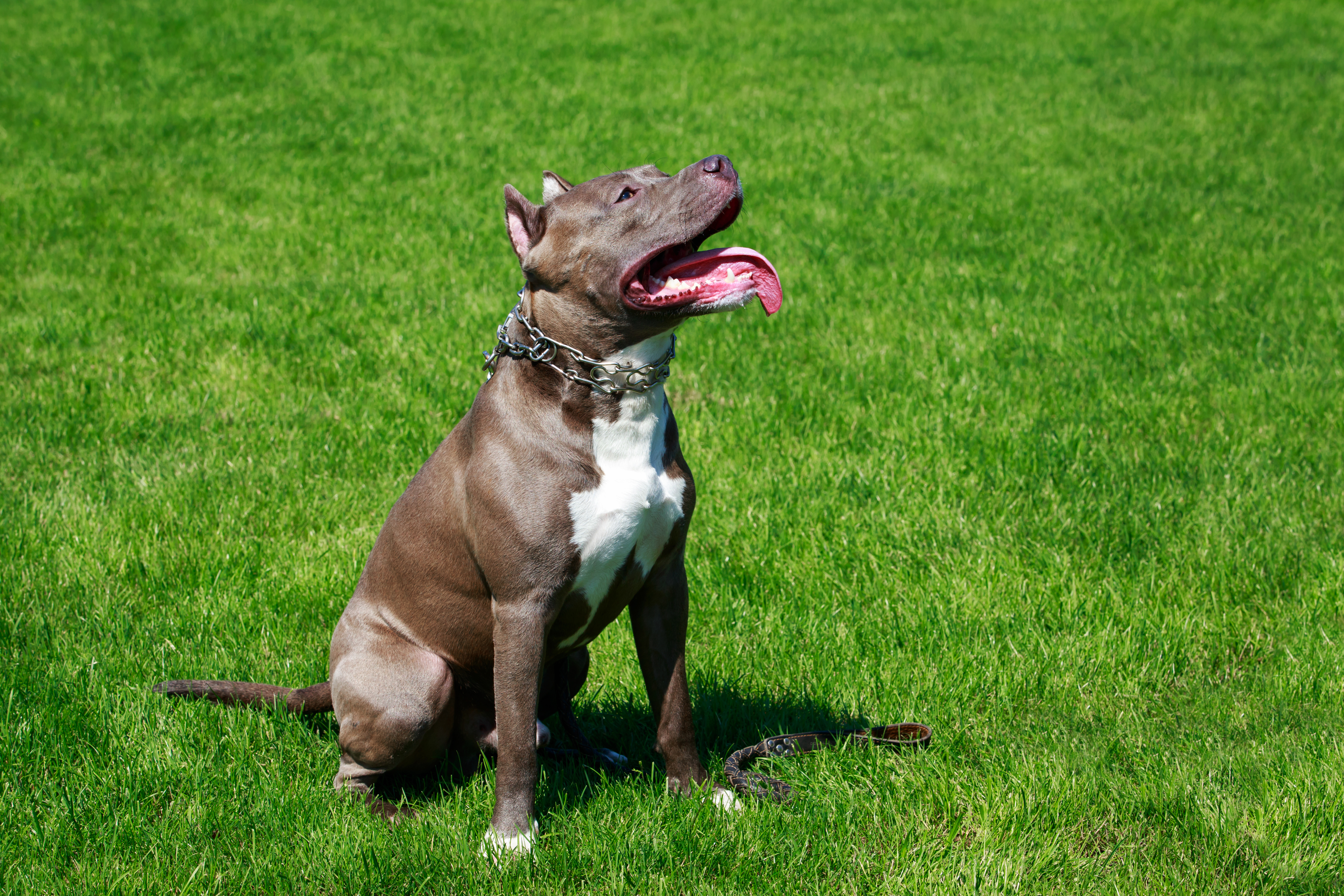 Akc apbt best sale