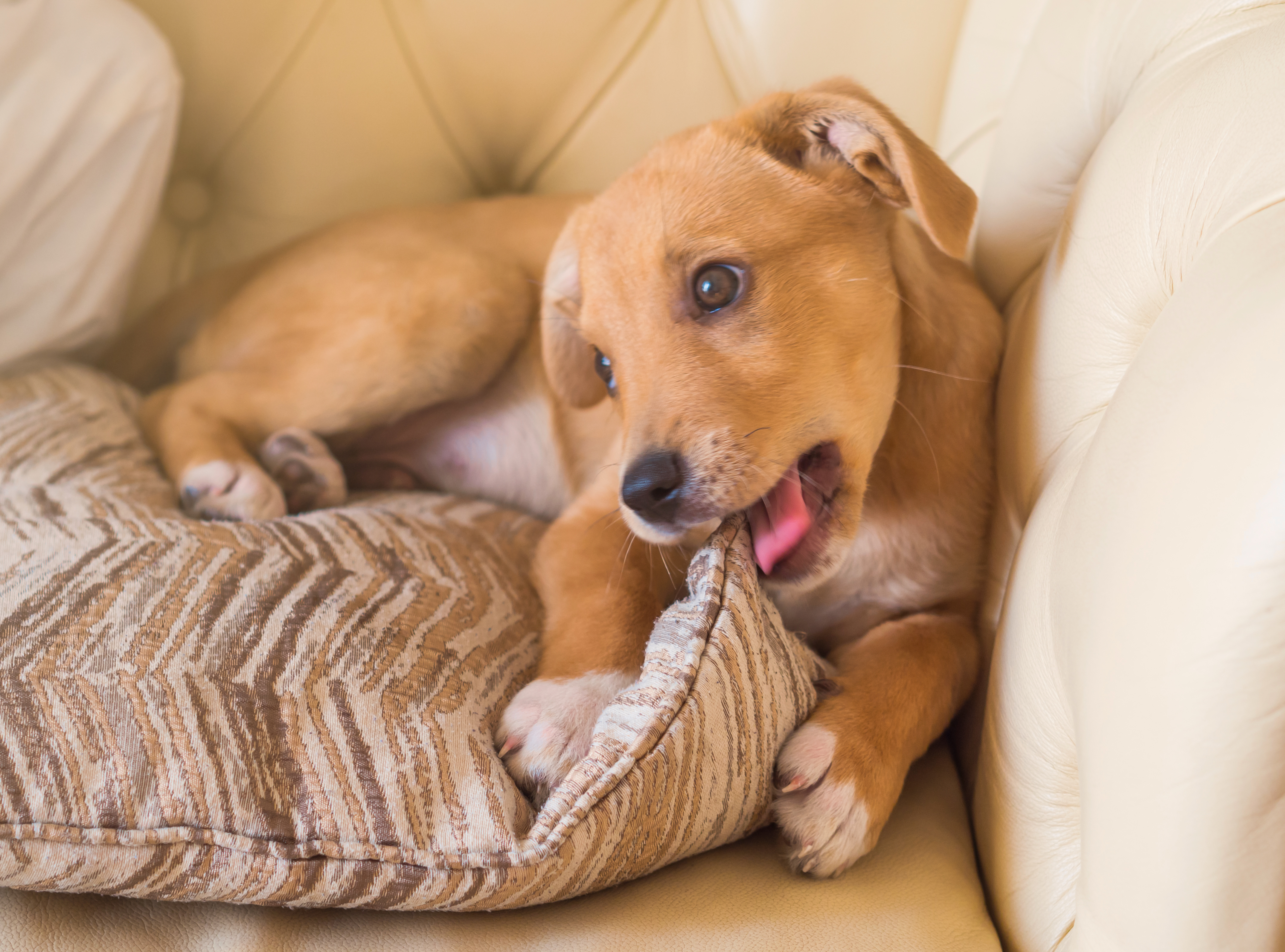 Stop puppy from hotsell chewing wood furniture