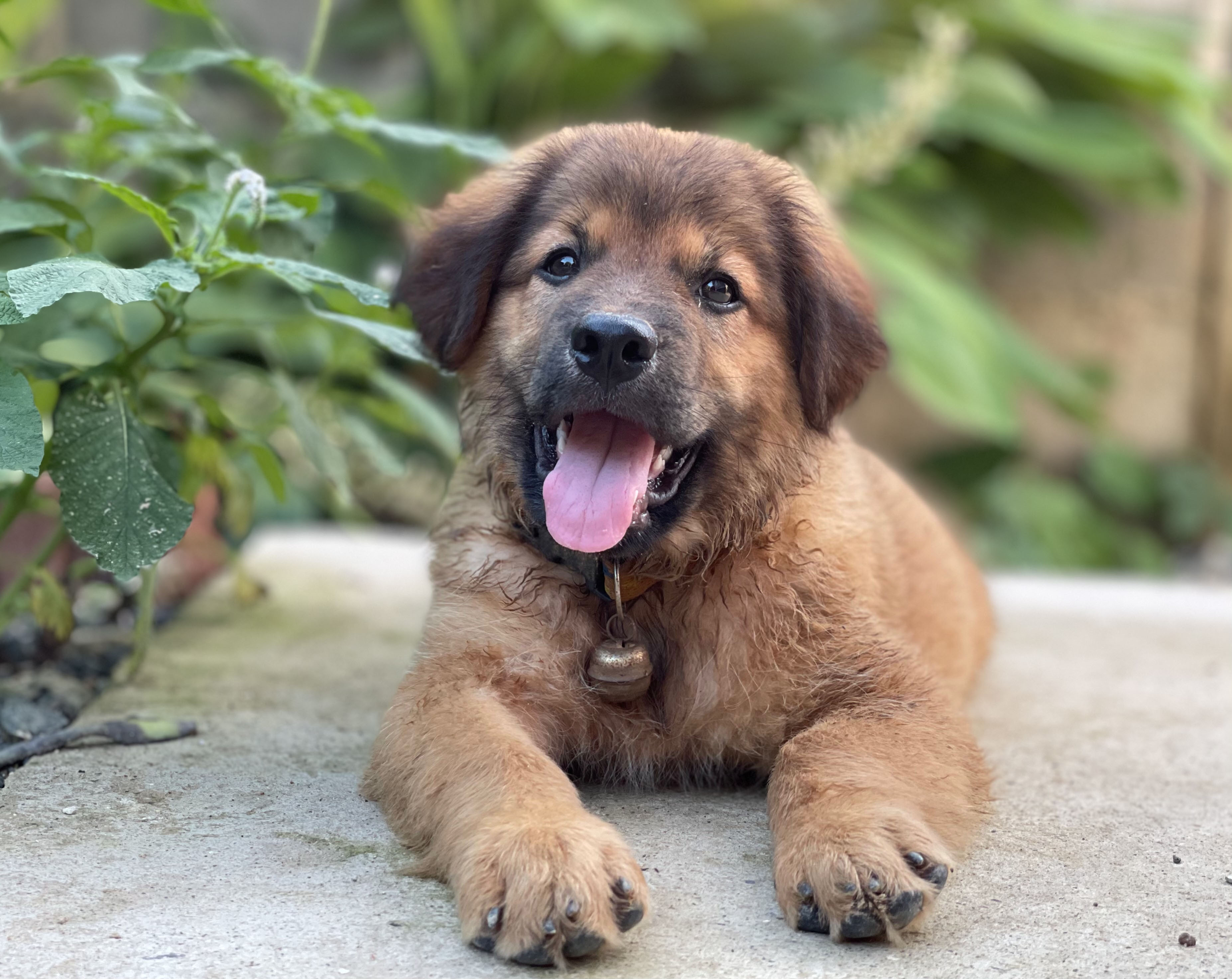 why do puppies have needle teeth