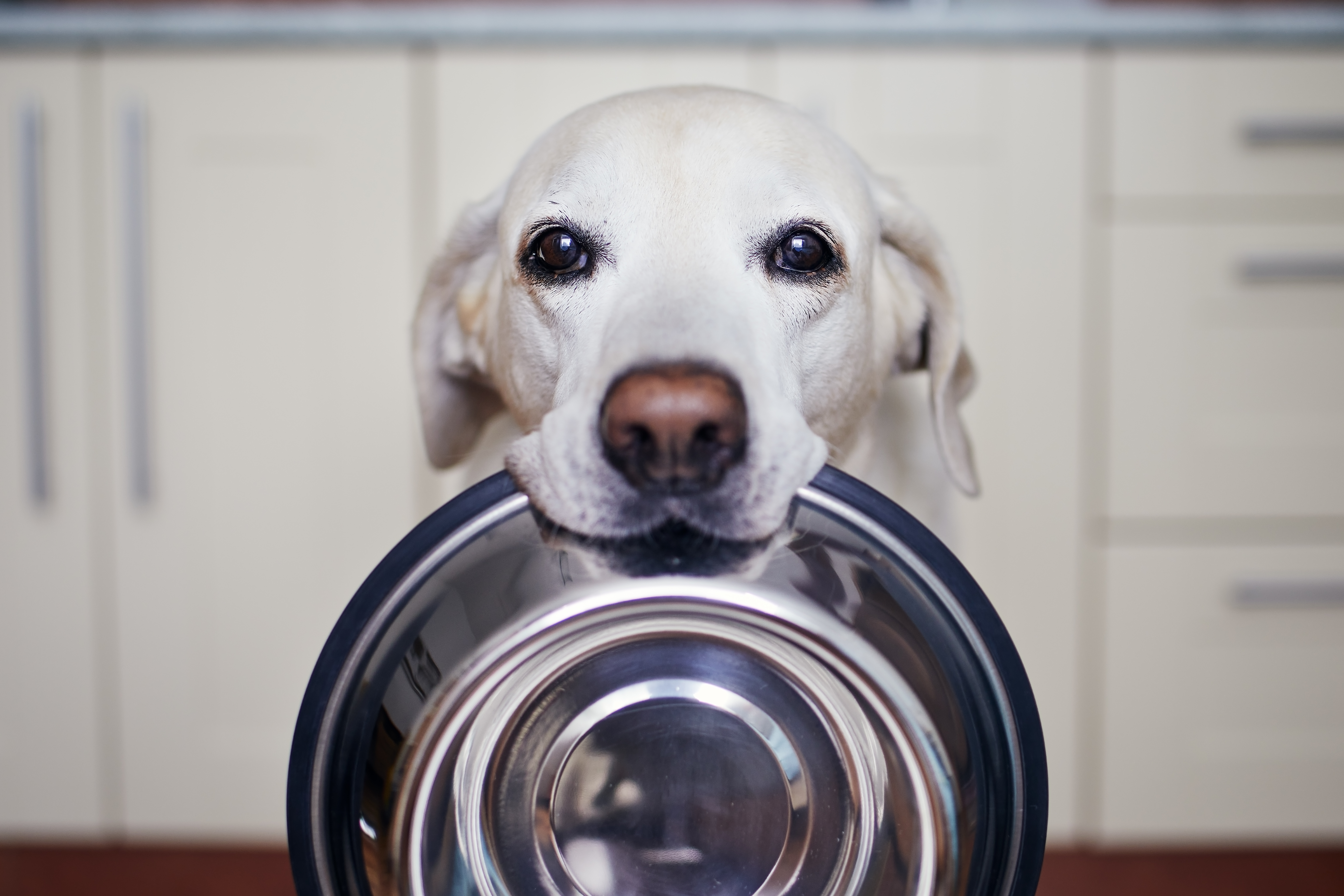 Should dogs eat clearance wheat