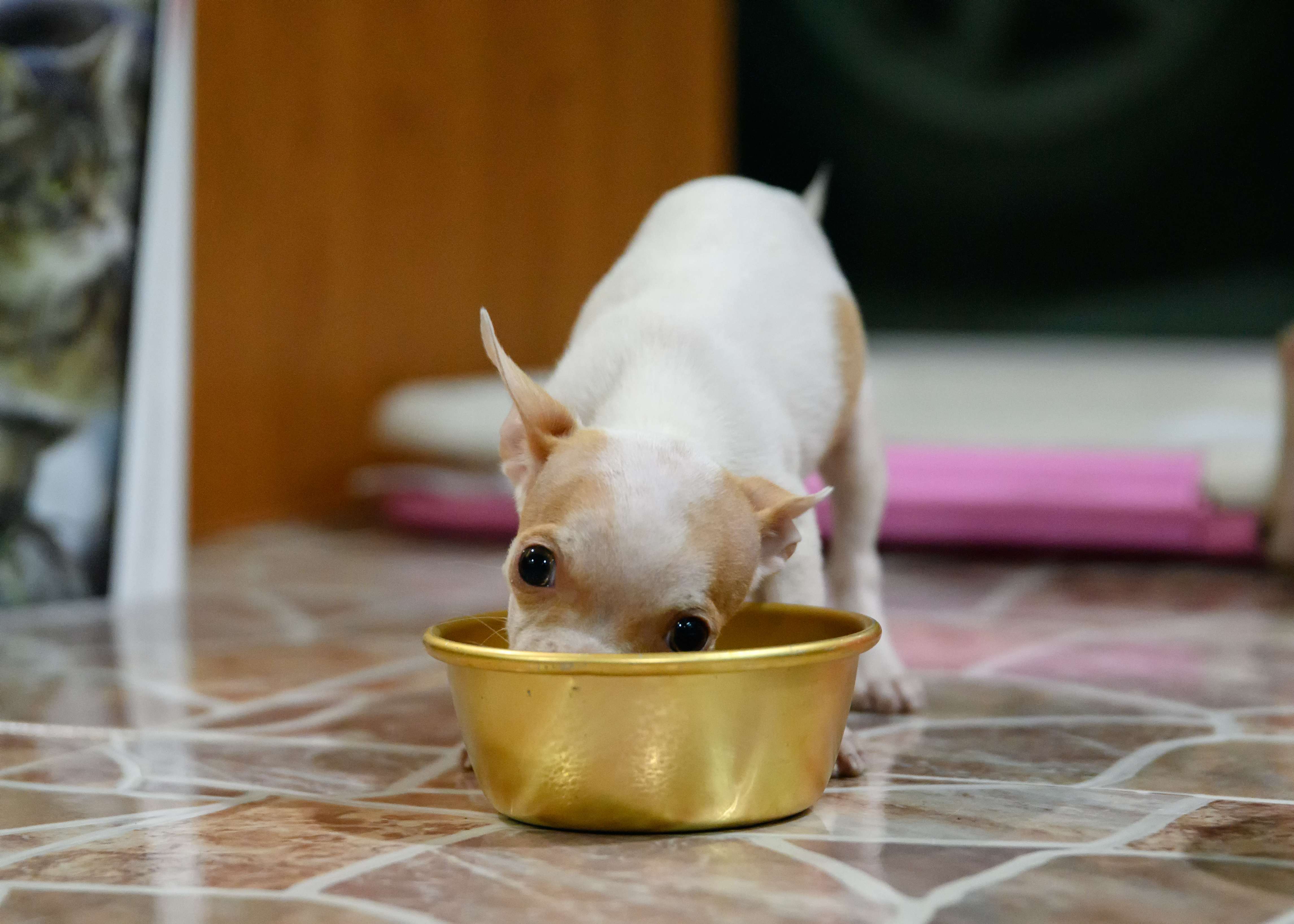 Best dog food for teacup clearance chihuahua