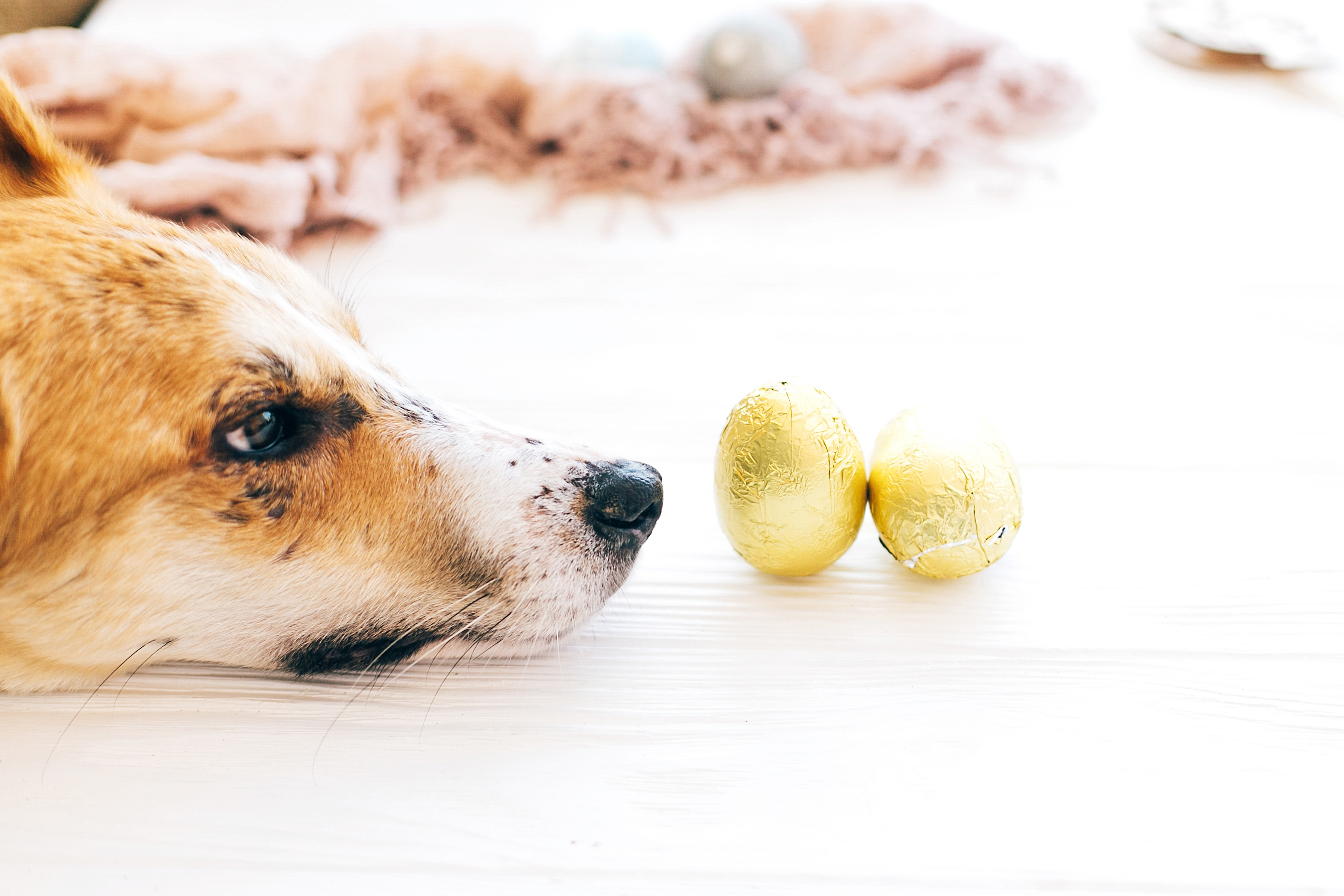 what spices are harmful to dogs