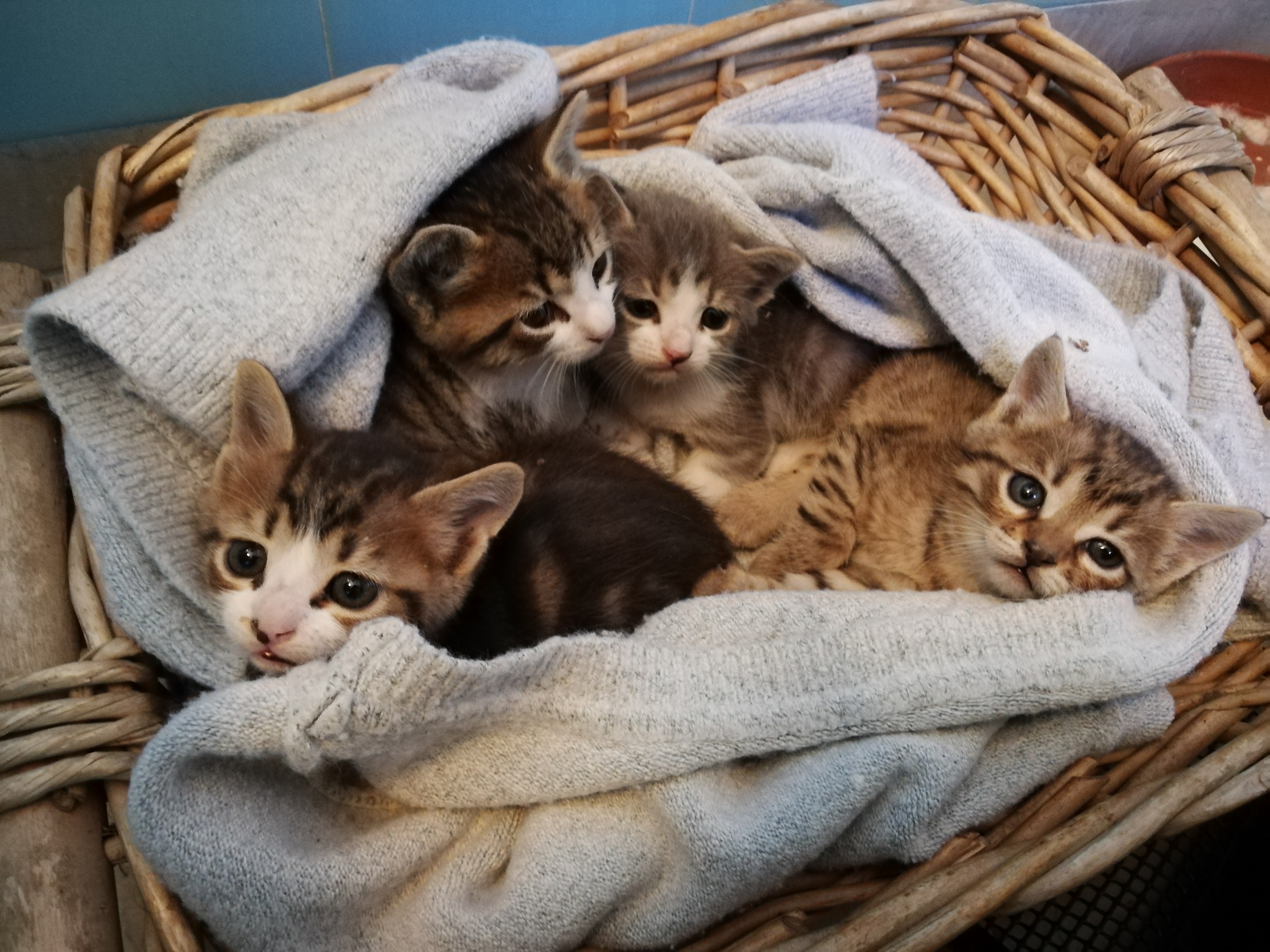 Emergency shop kitten food