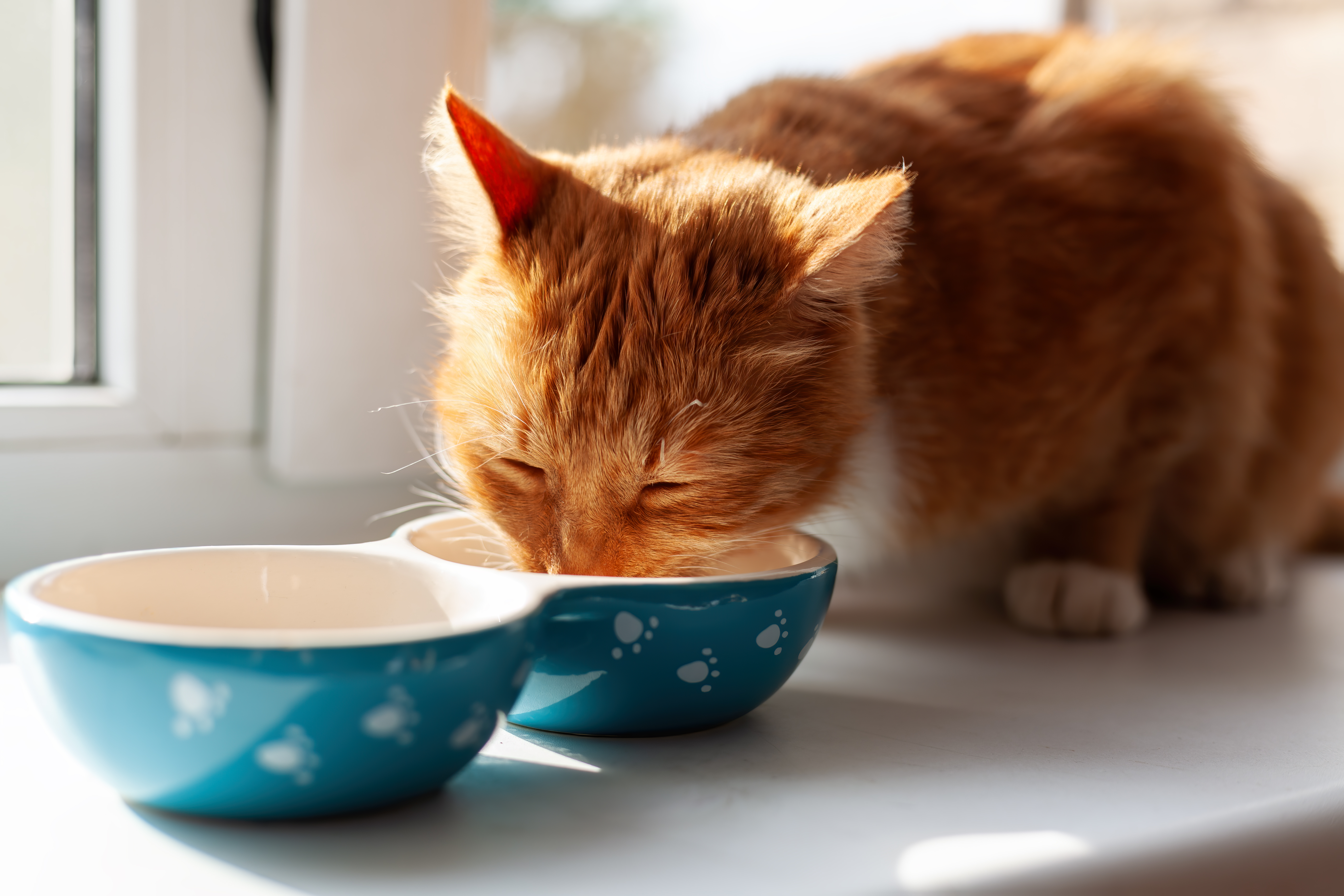 Can you feed outlet cats cooked chicken